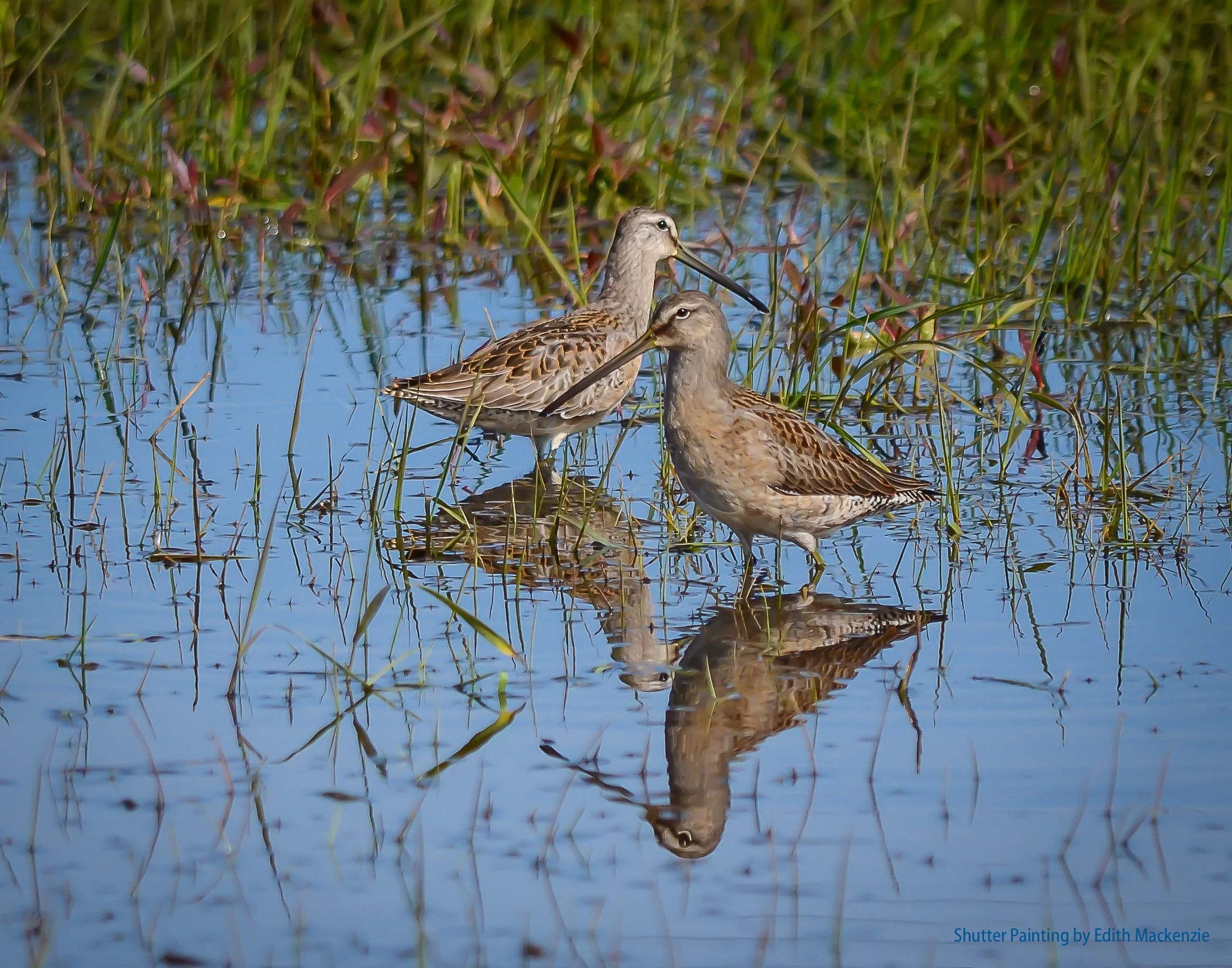 Short or long-billed? You decide.