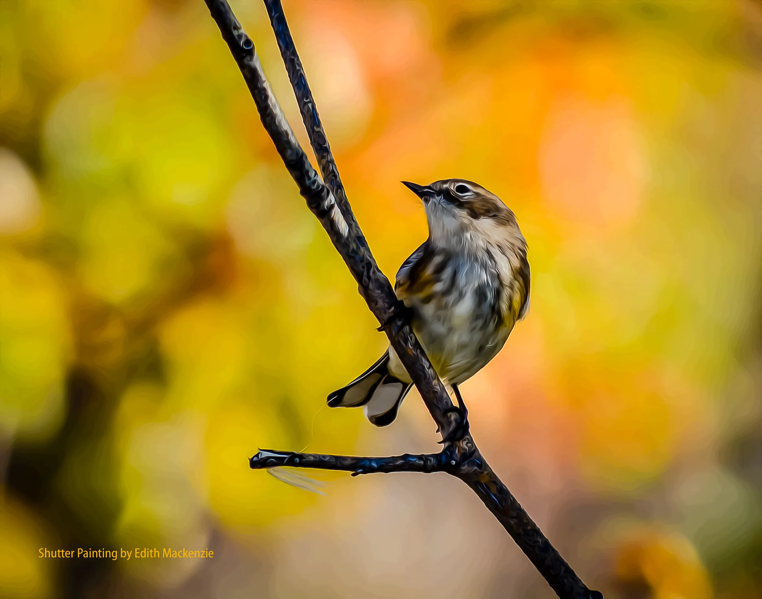 DSC_0166songbird-oil-poster.jpg