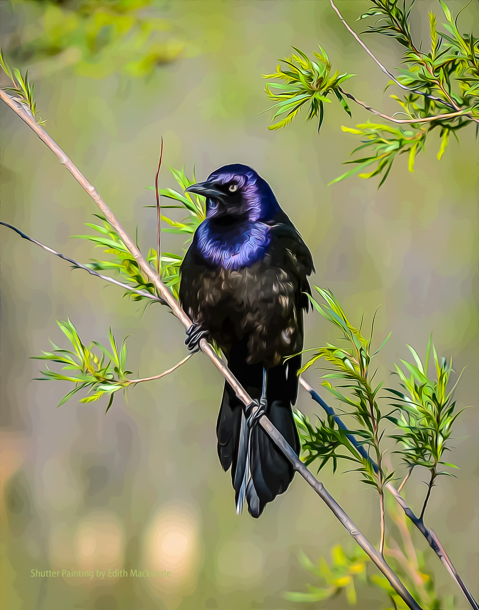Common Grackle
