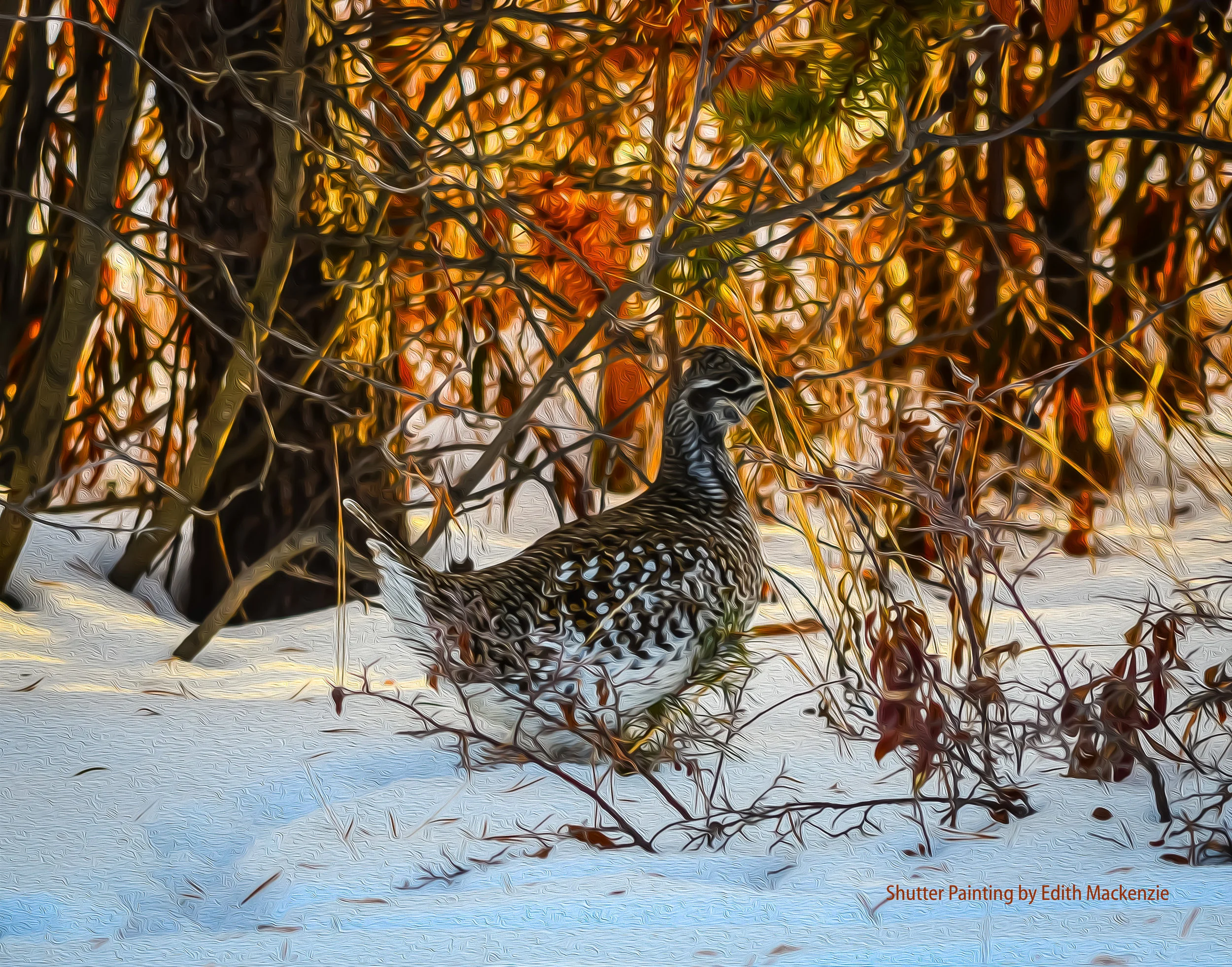 DSC_0317sharp-tailedgrouse-oil.jpg