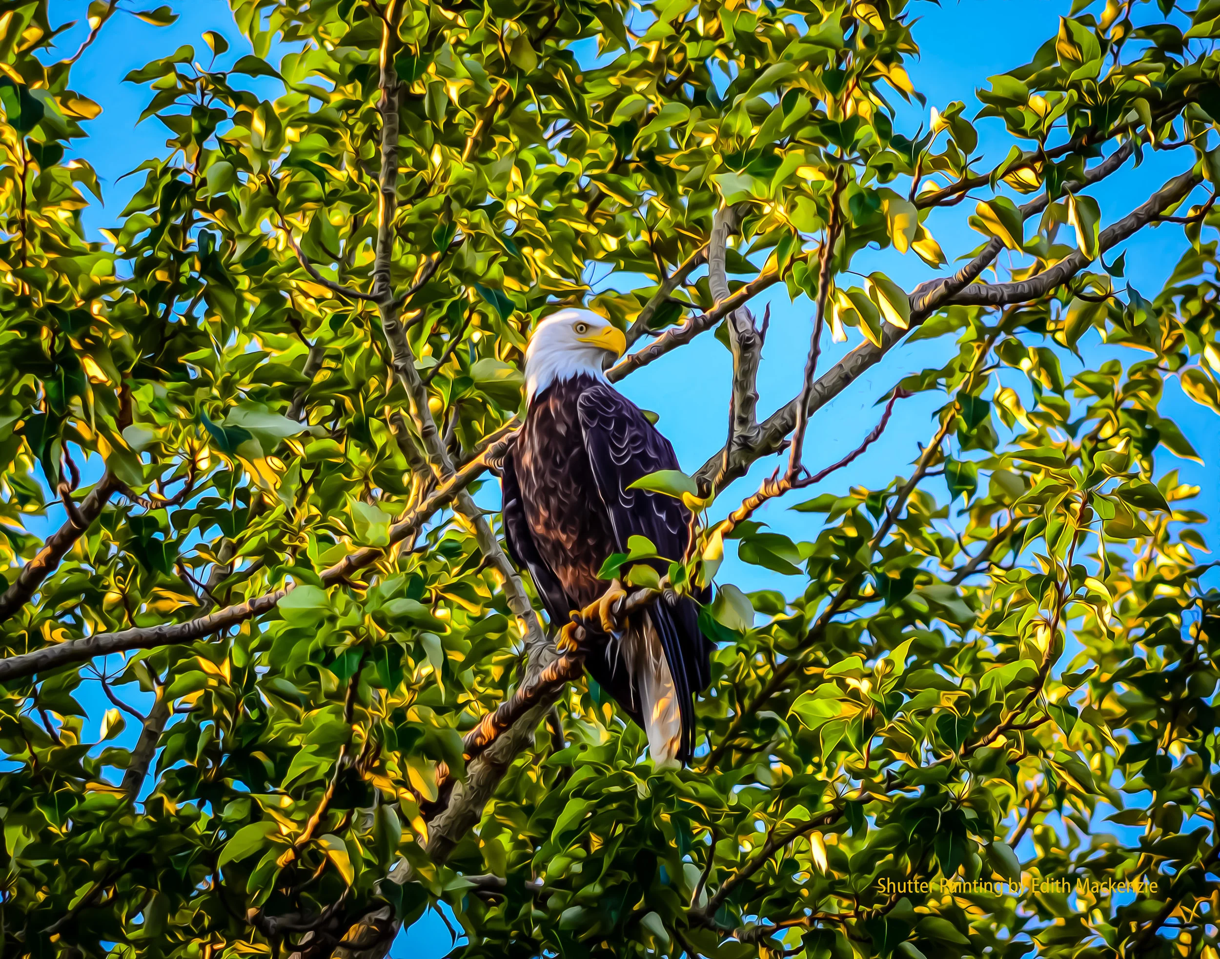 DSC_0487-2eagle-oil.jpg