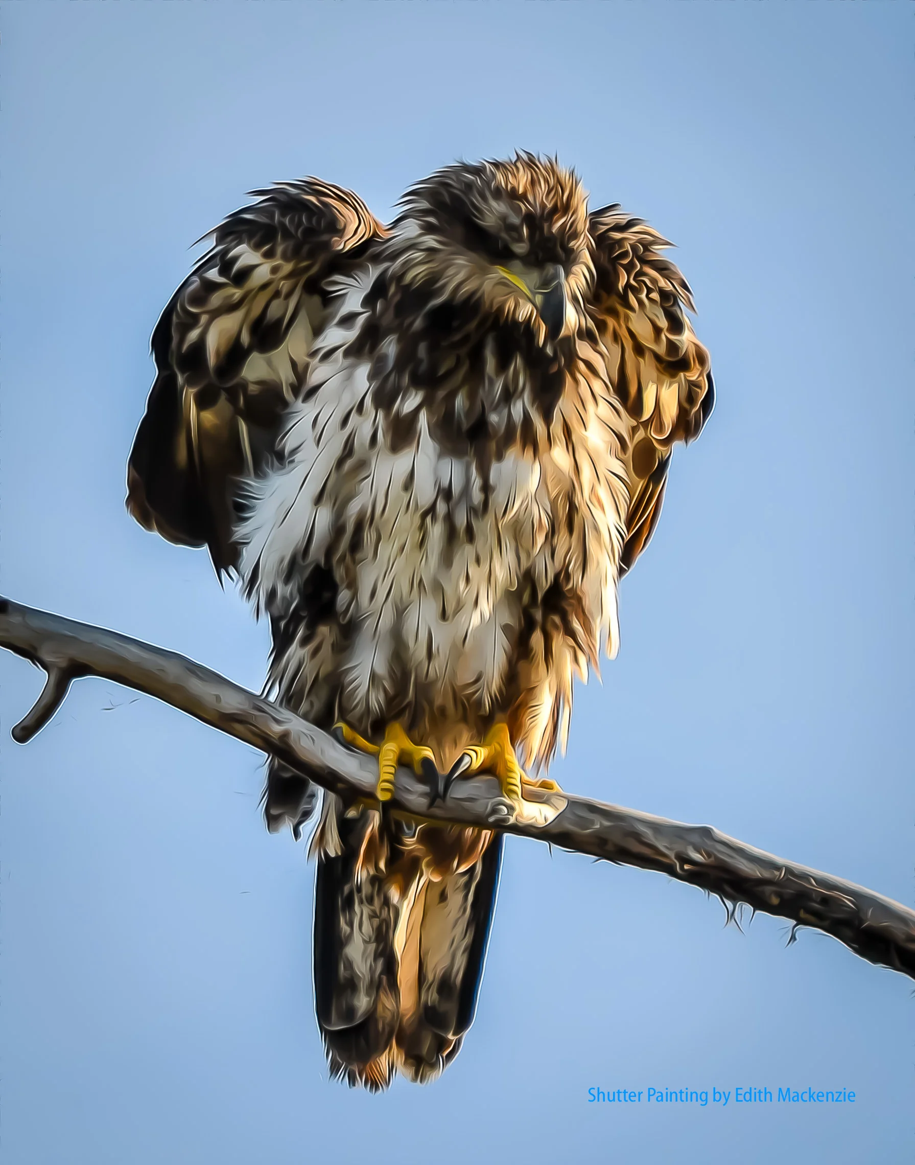 DSC_2300rufflefeathers-oil.jpg