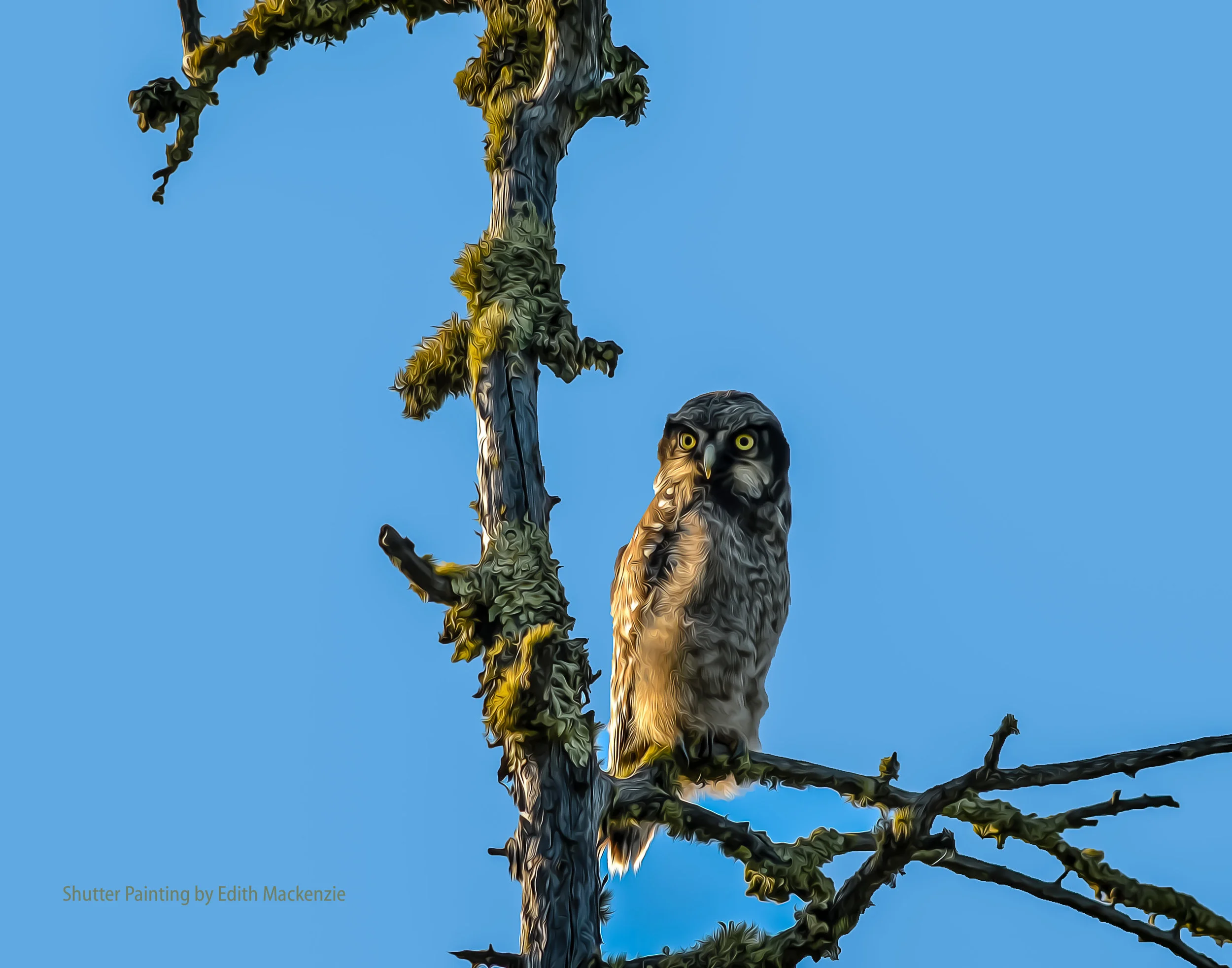 DSC_2435owl-oil.jpg