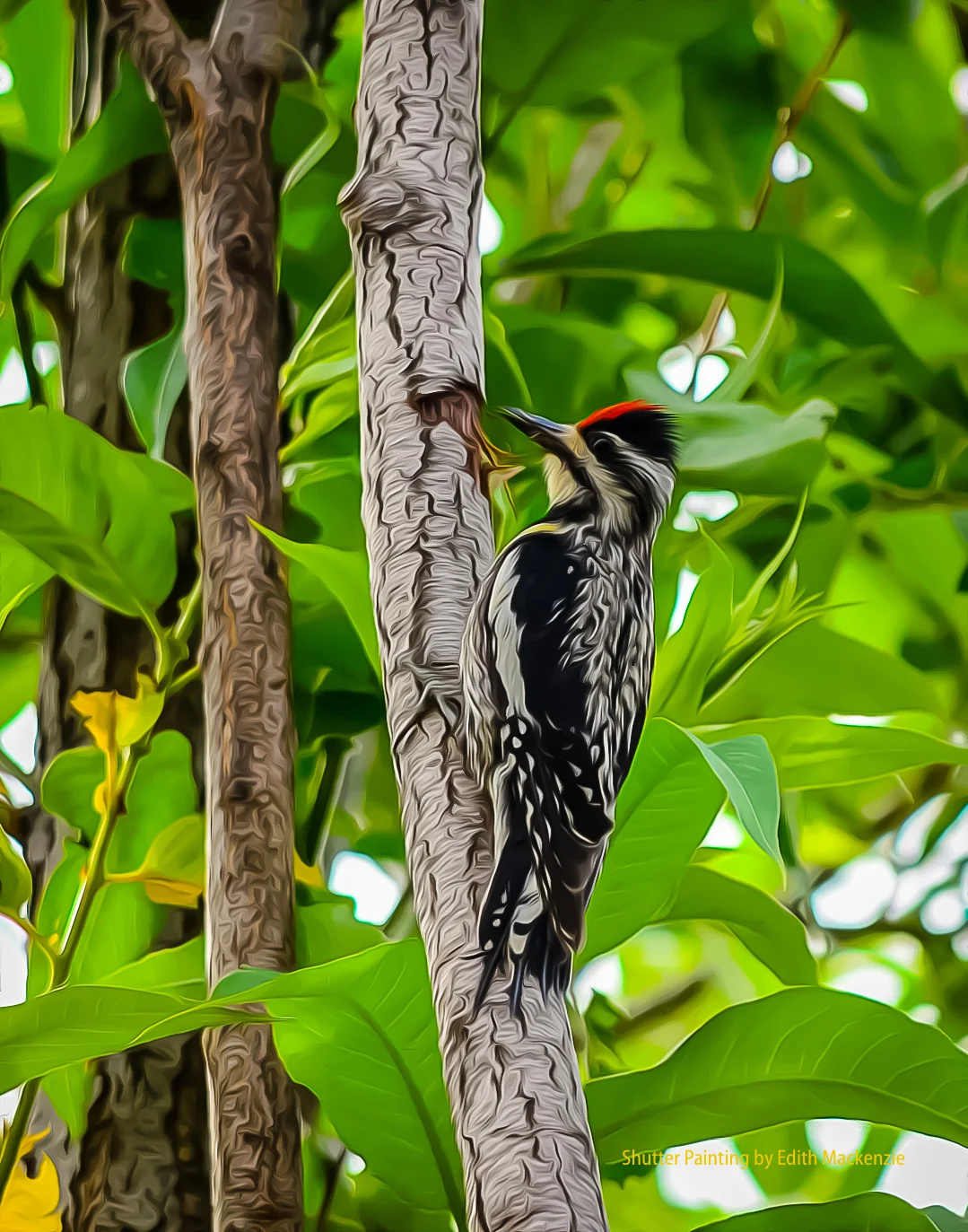 DSC_2929sapsucker-oil.jpg