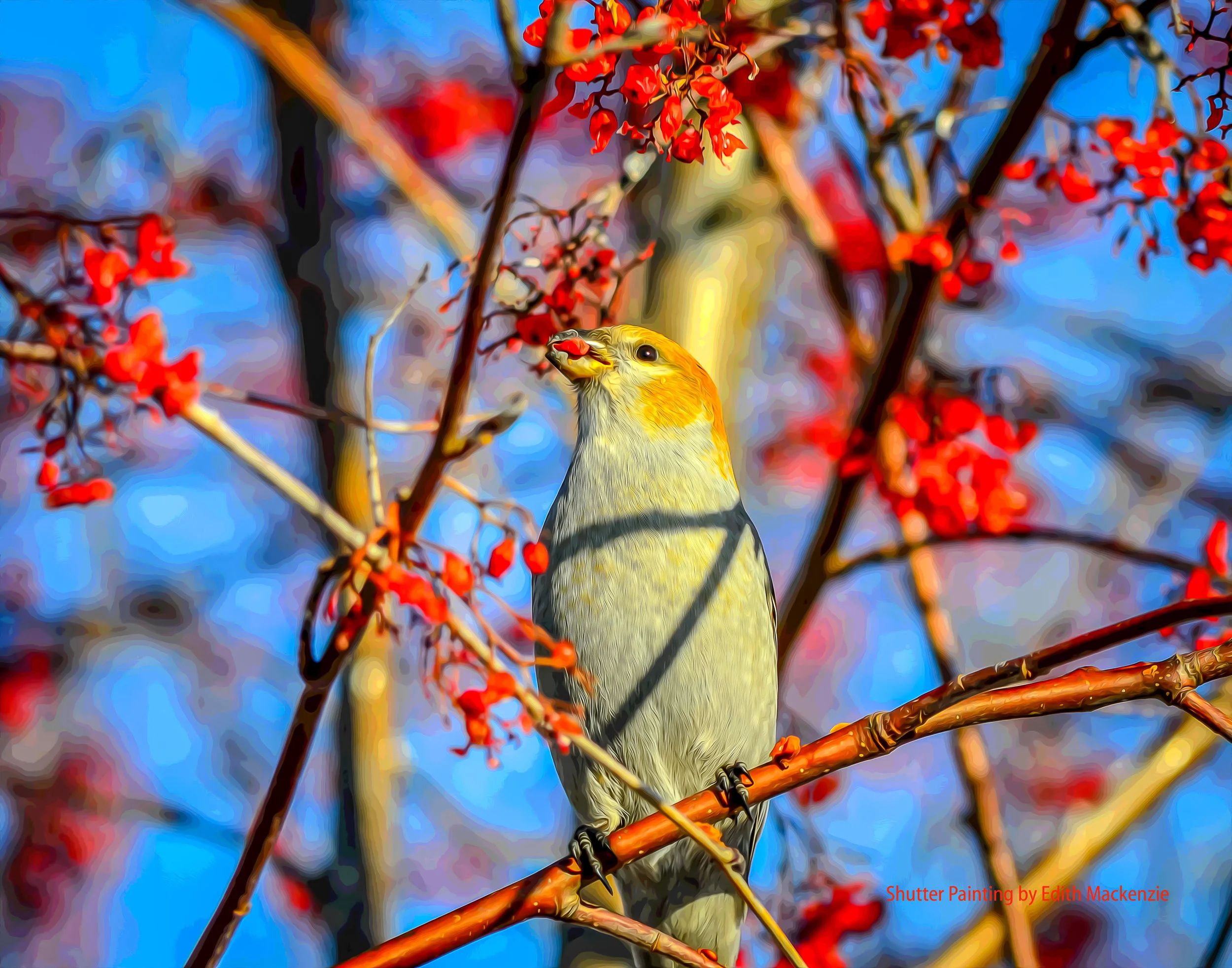 DSC_2950grosbeak-oil-poster.jpg