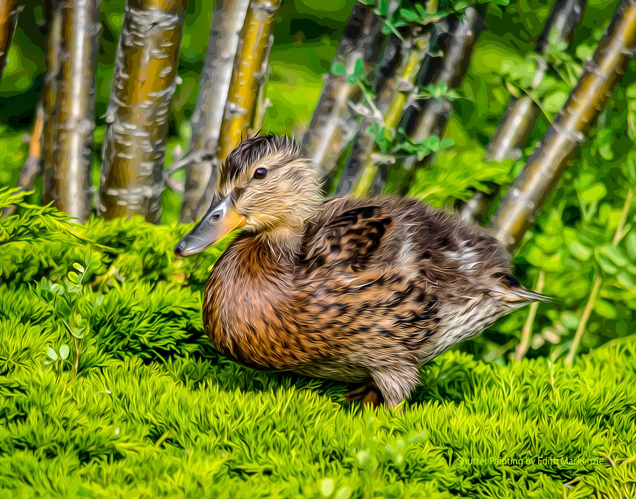 DSC_3507duckling-oil-poster.jpg