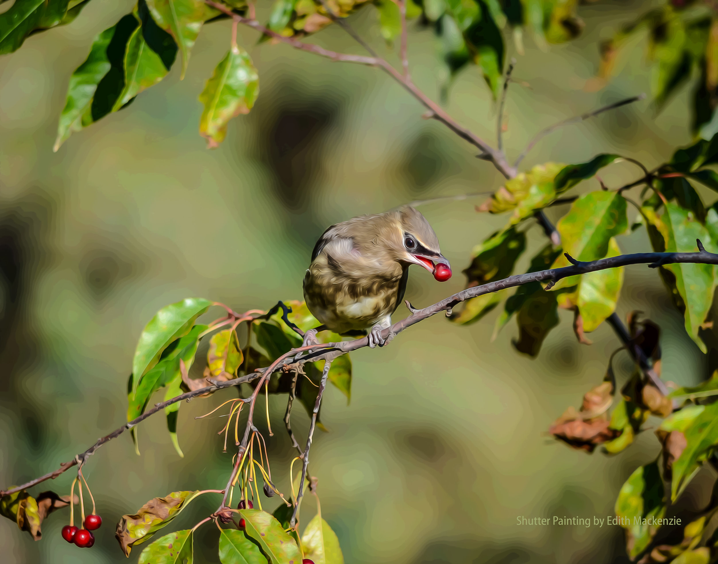 DSC_3699waxwing-oil-poster.jpg