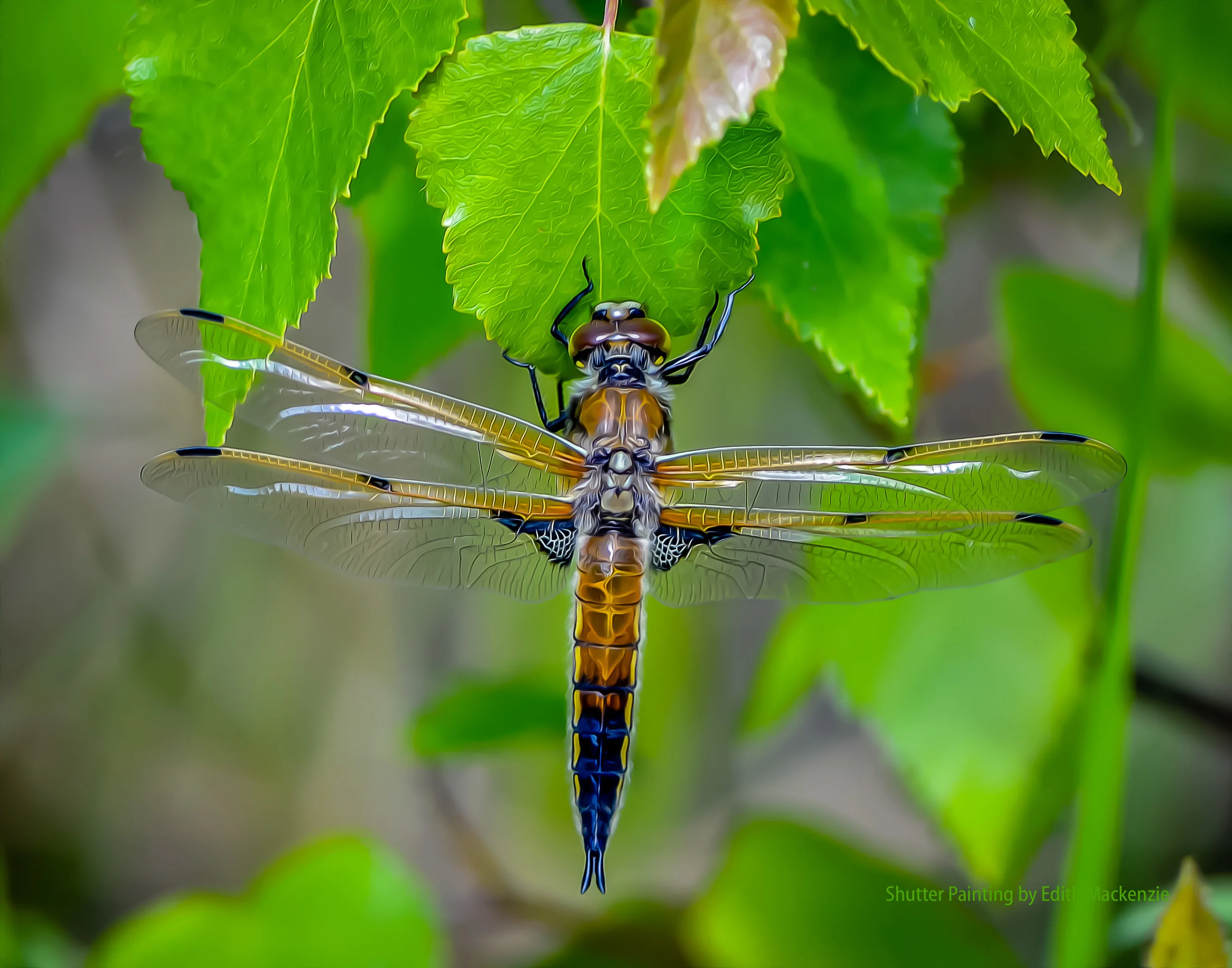 DSC_4107dragonfly-oil.jpg