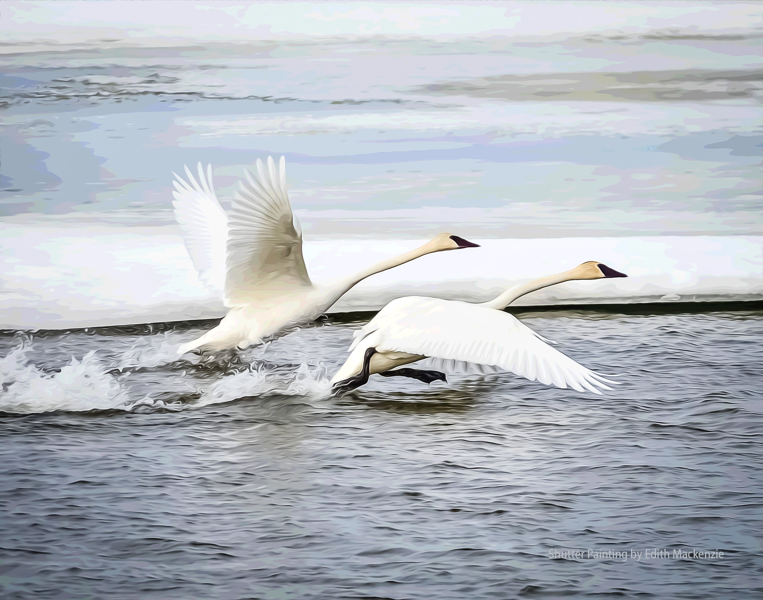 DSC_4424swanstakeoff-oil-poster.jpg
