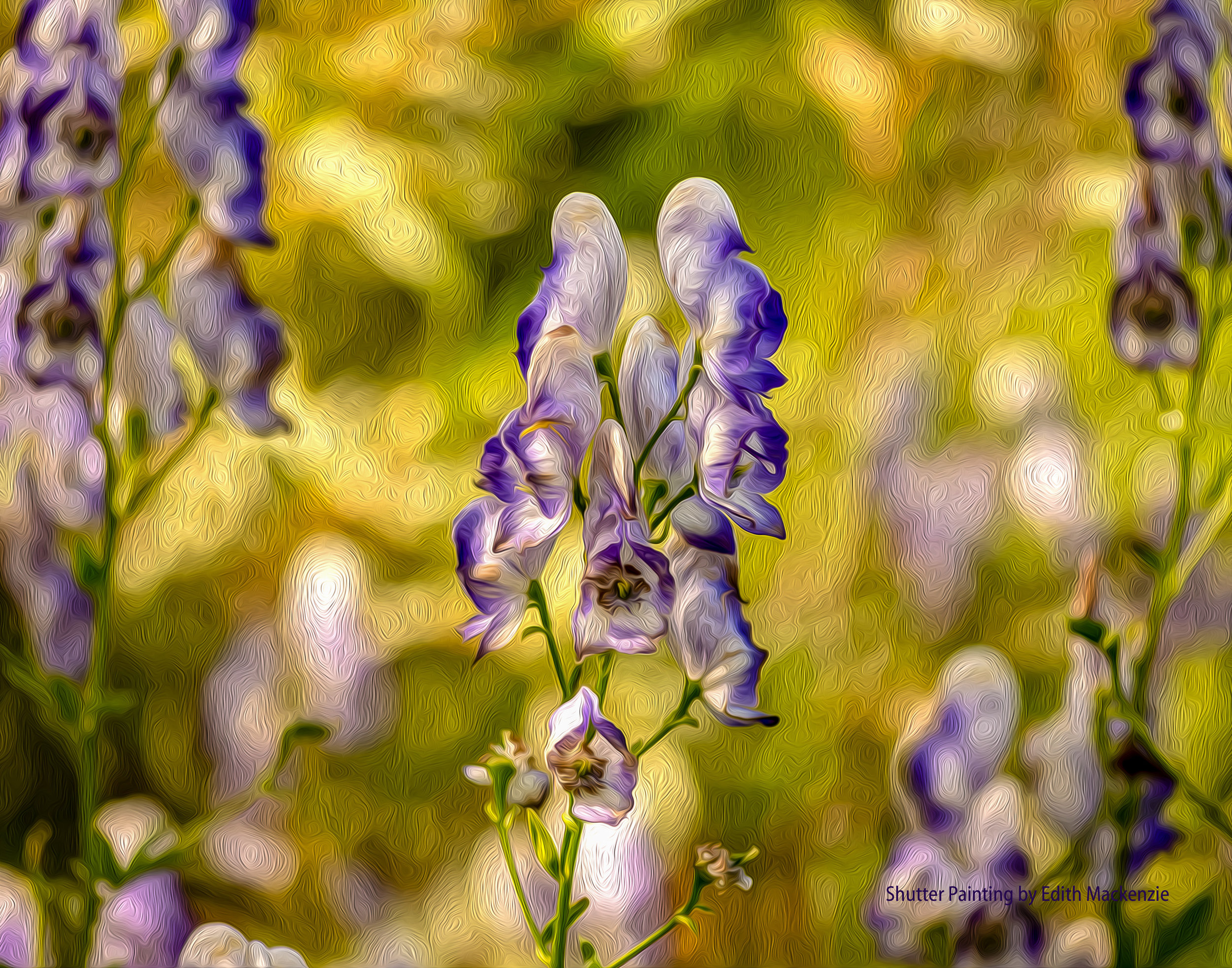 DSC_5291bluebells-oil.jpg