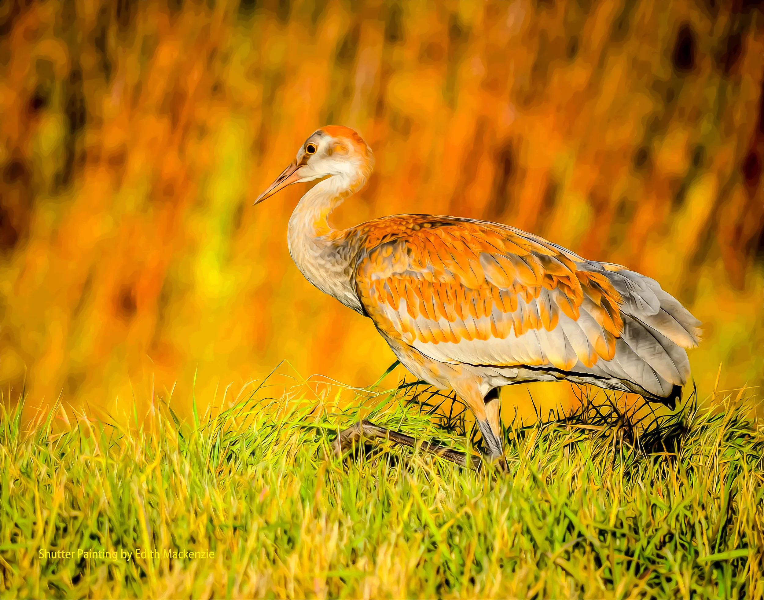 DSC_5436crane-oil-poster.jpg