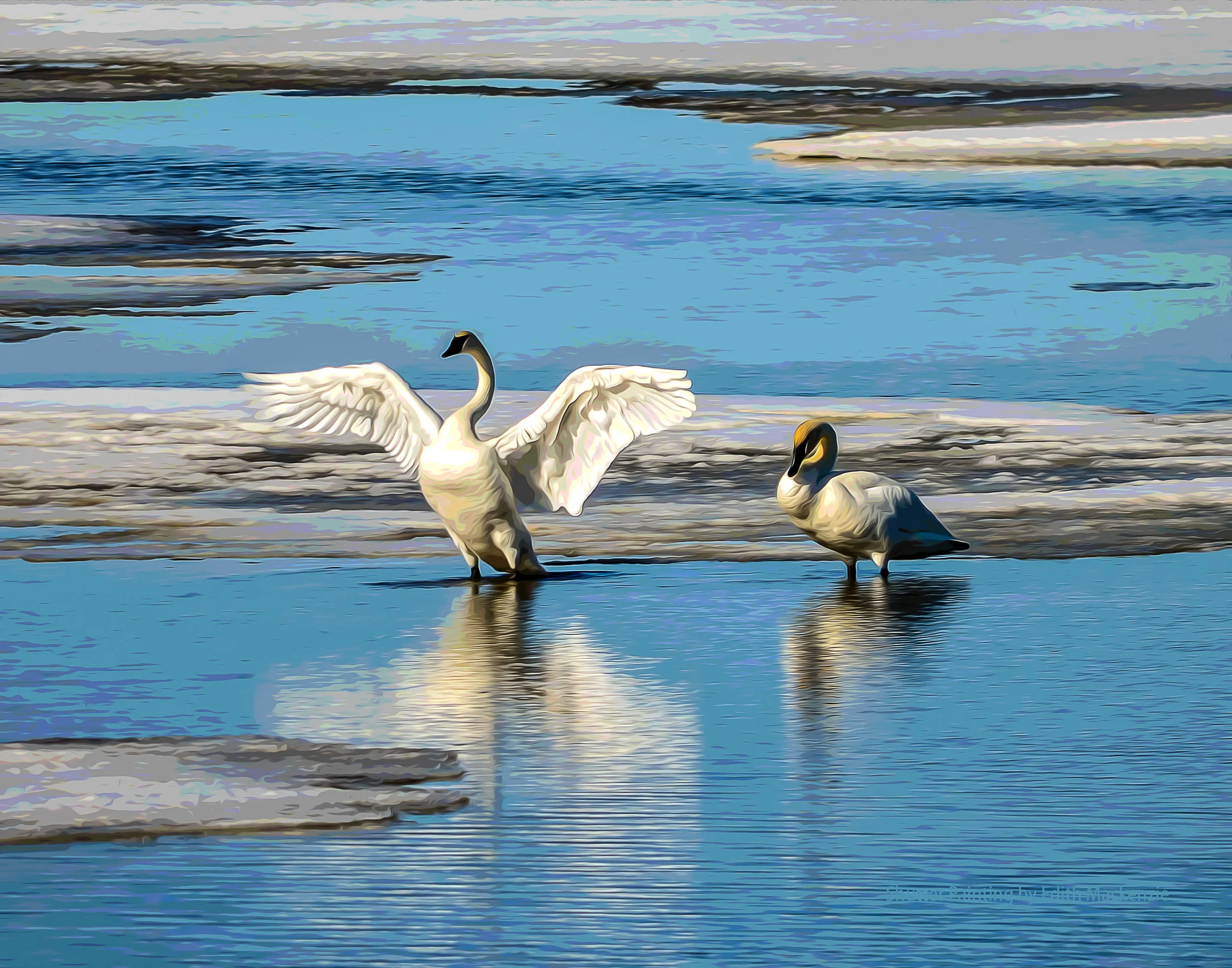 DSC_5624theswans-oil-poster.jpg
