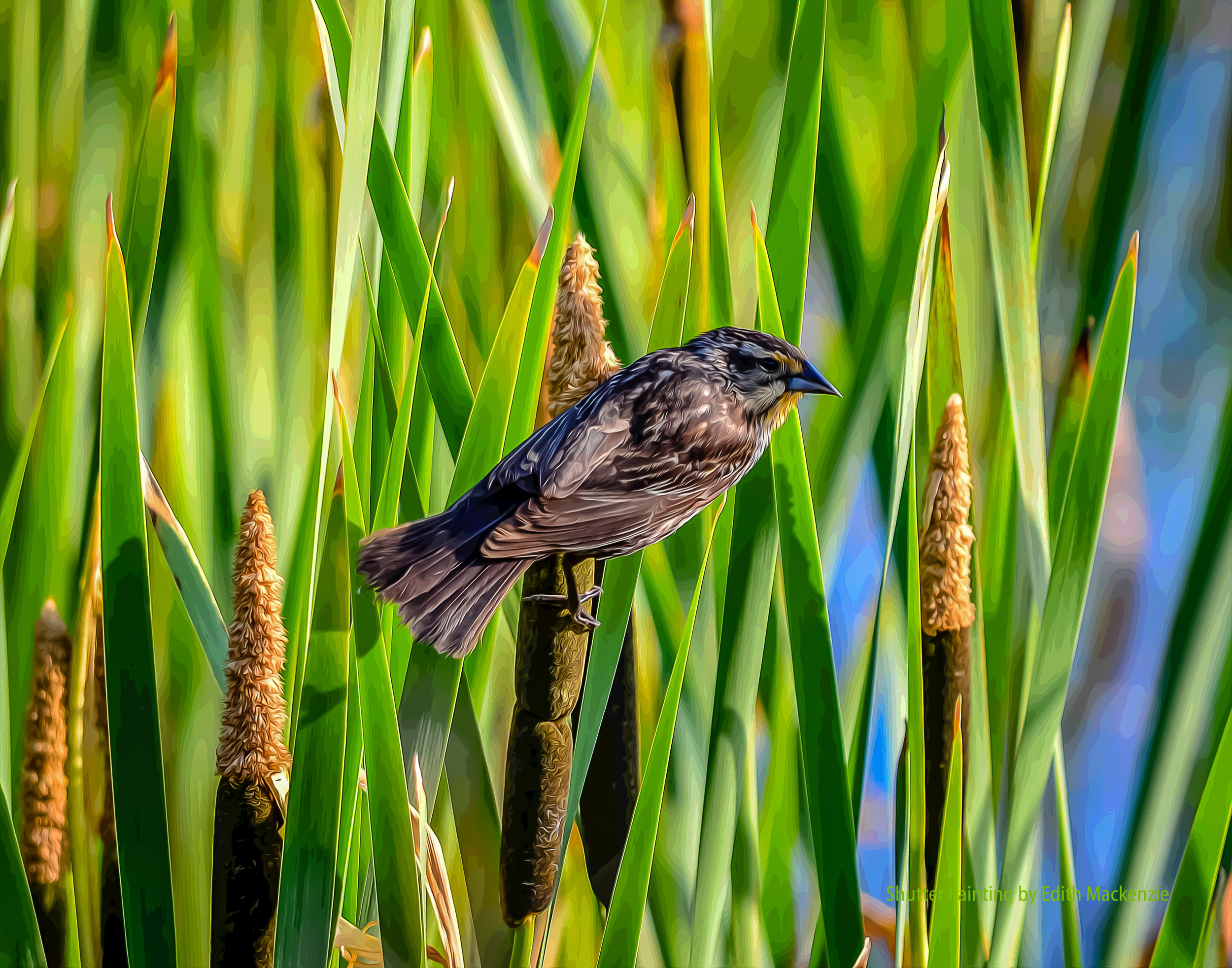 DSC_6046red-winged-oil-poster.jpg
