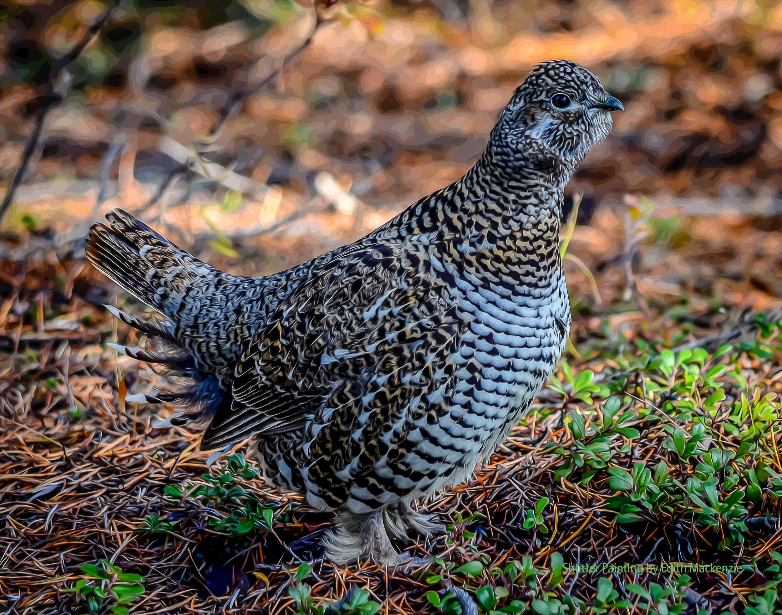 DSC_6099grouse-oil-poster.jpg