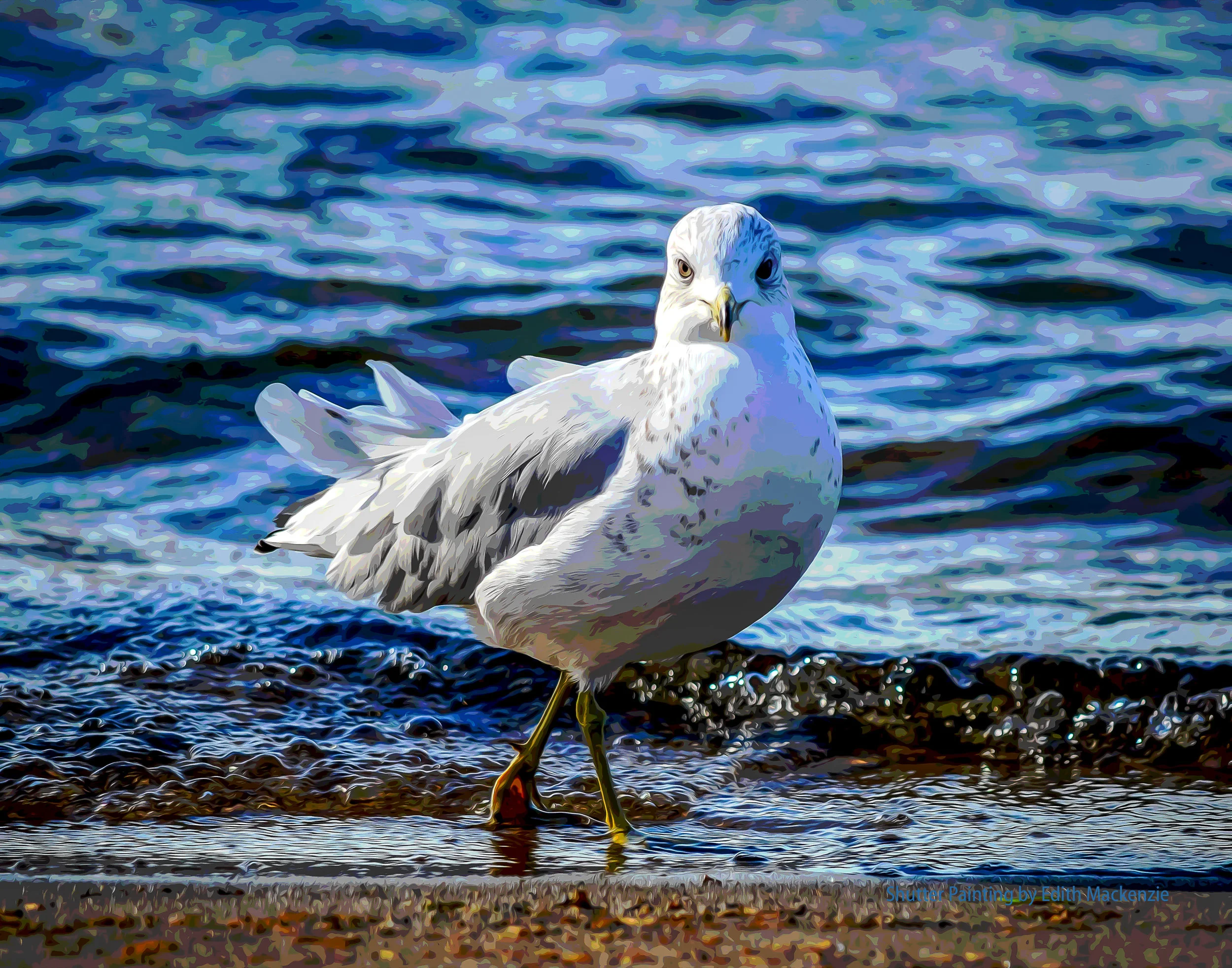 DSC_6984gull-oil-poster.jpg