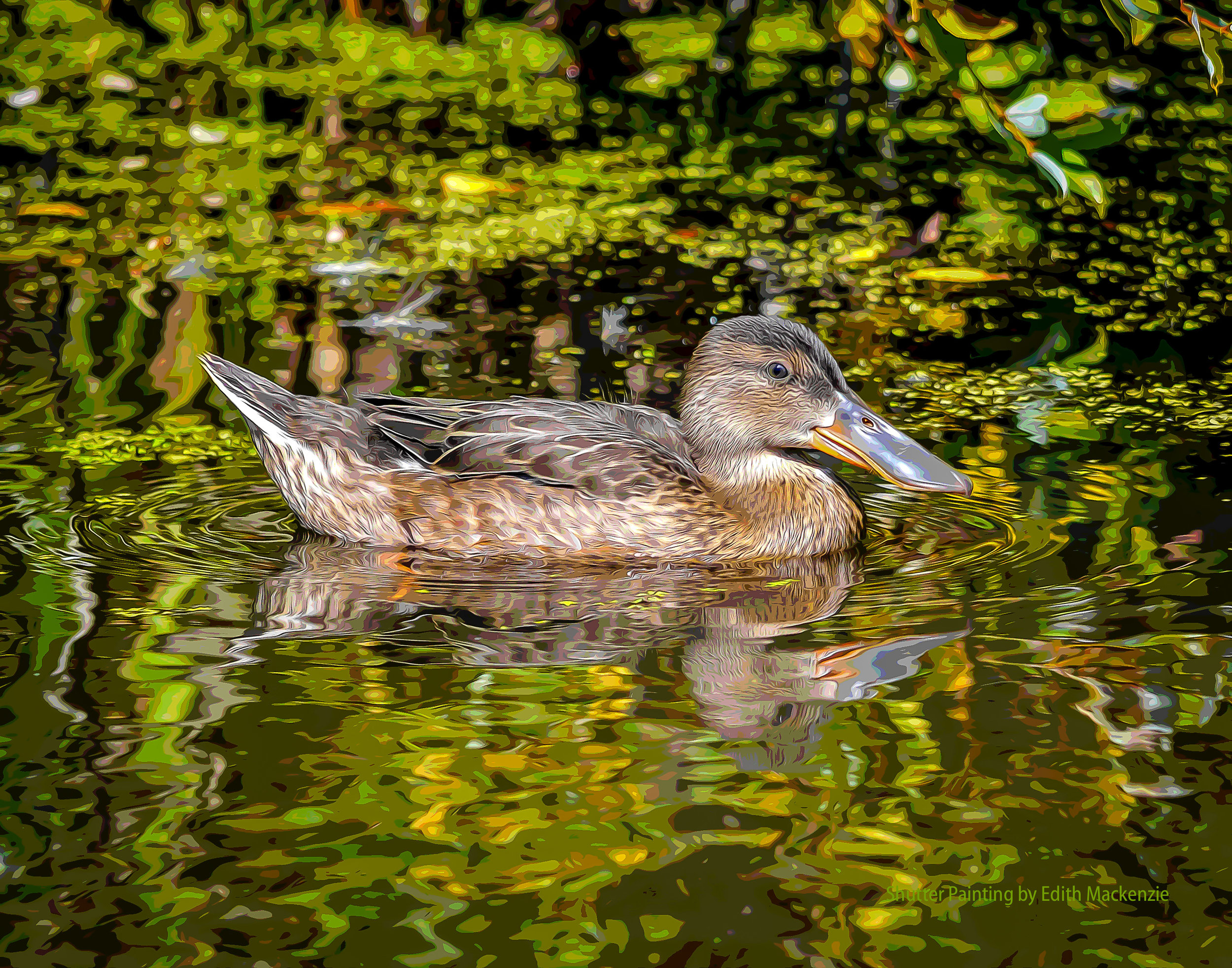 DSC_6996shoveler-oil-poster.jpg