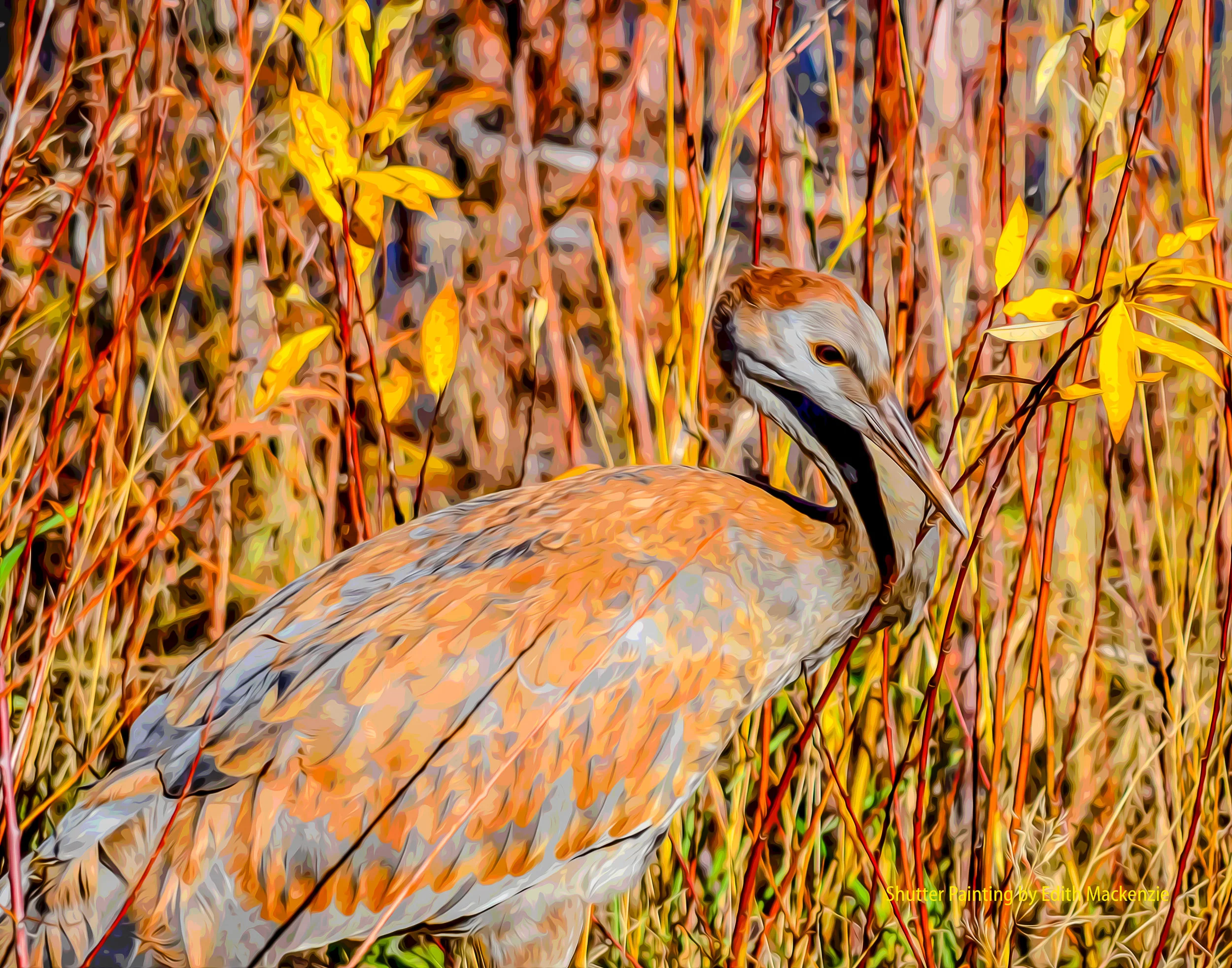 DSC_7378crane-oil-poster.jpg