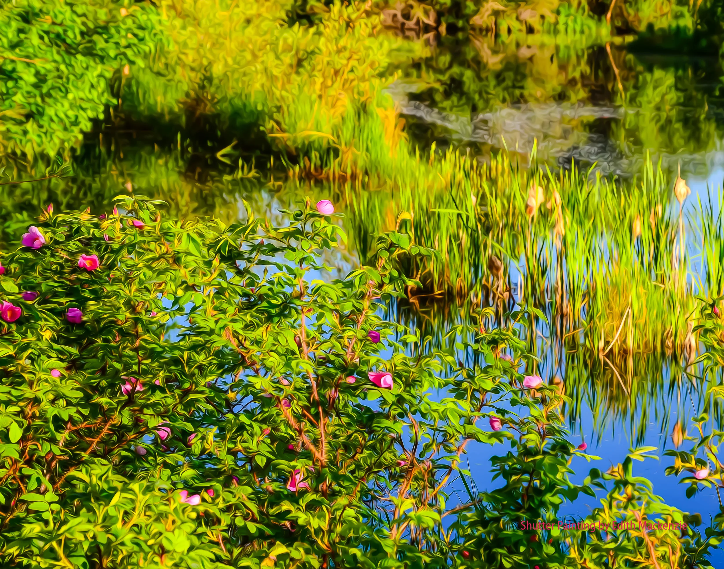 DSC_8315wilrosesmarsh-oil.jpg