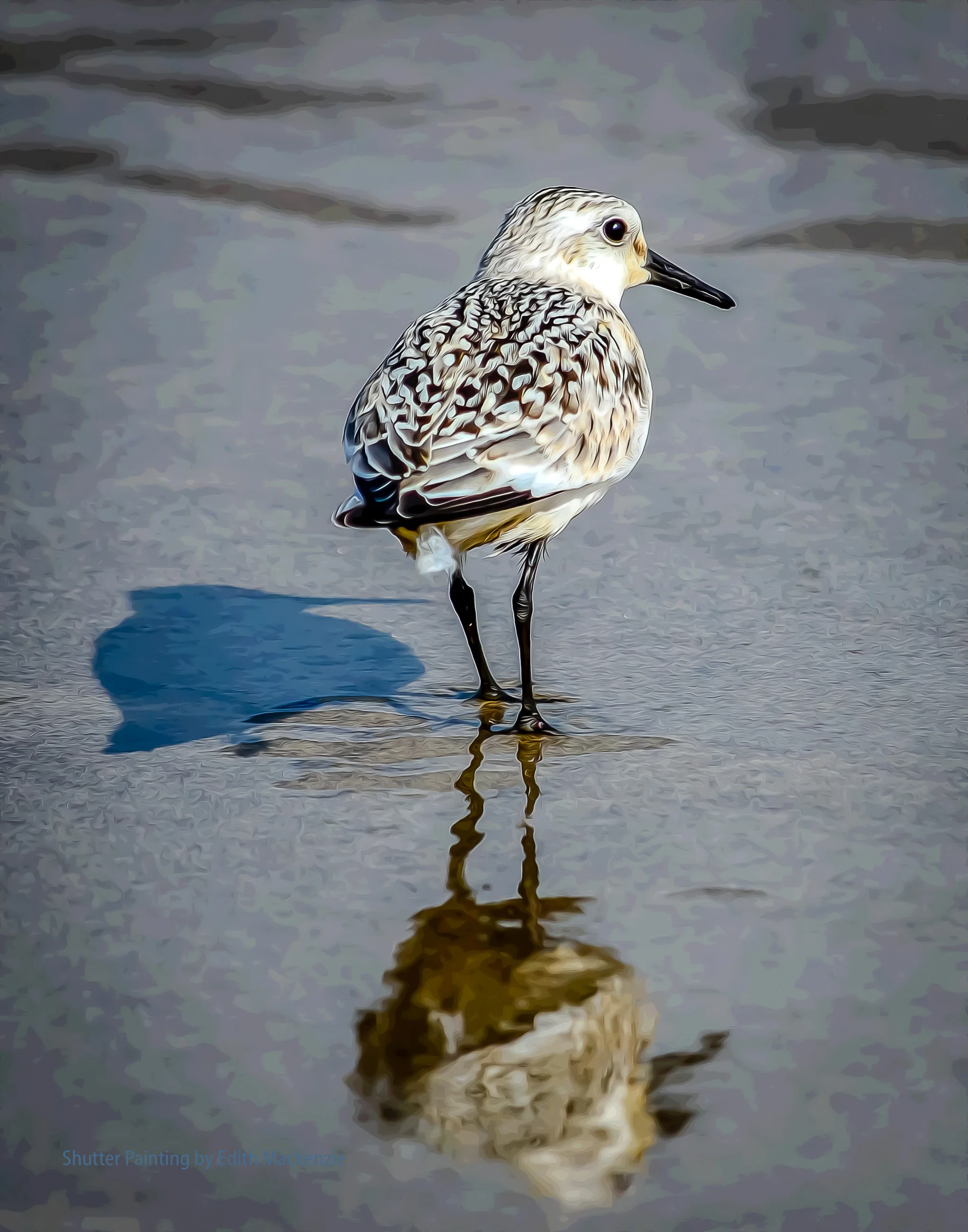 DSC_8606shorebird-oil-poster-2.jpg