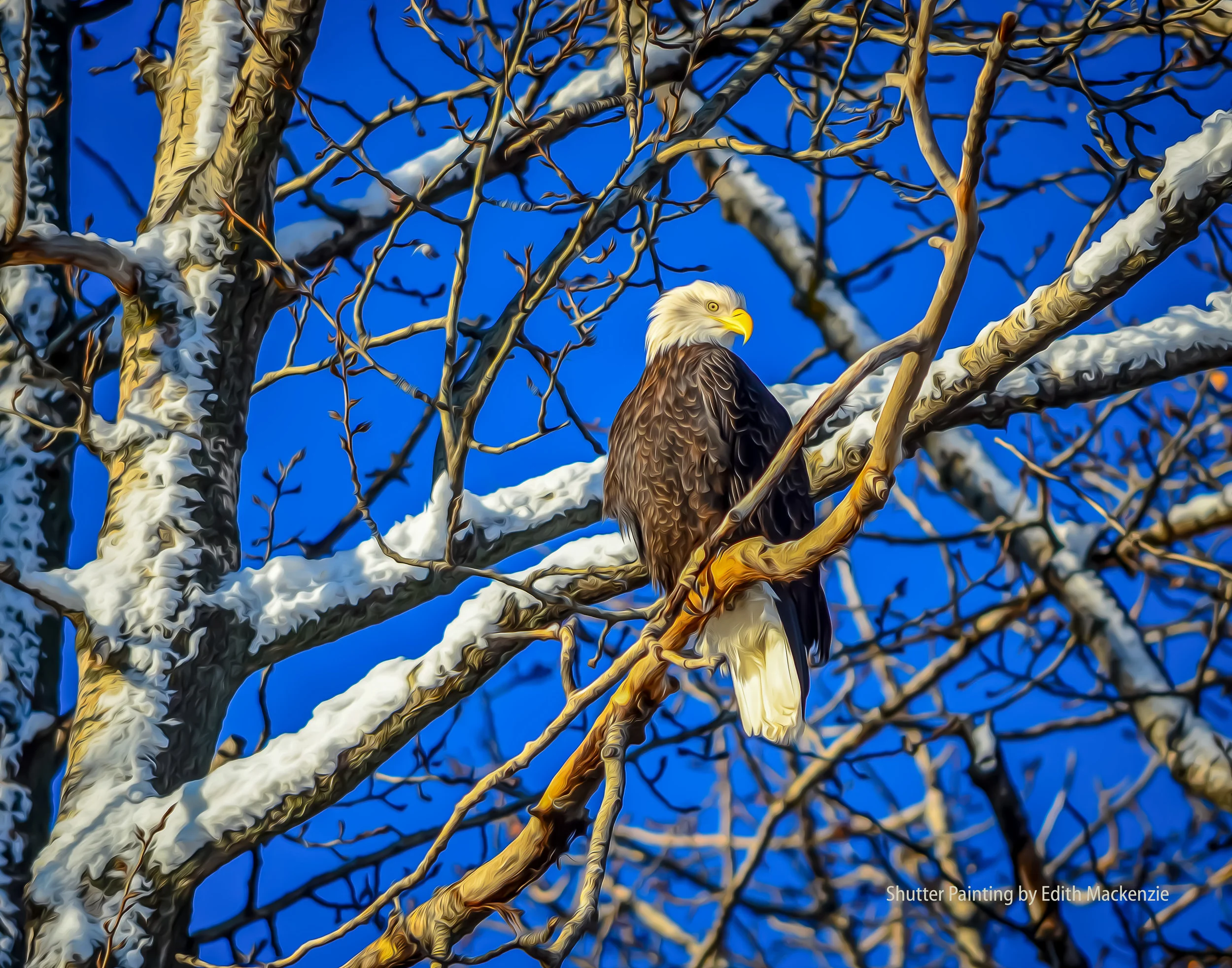 DSC_9424-2eaglewinter-oil.jpg