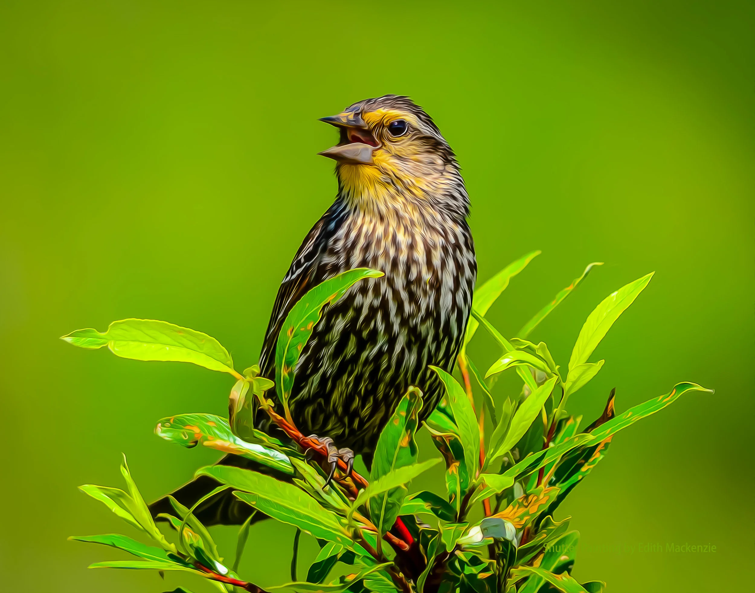 DSC_9953red-winged-oil.jpg