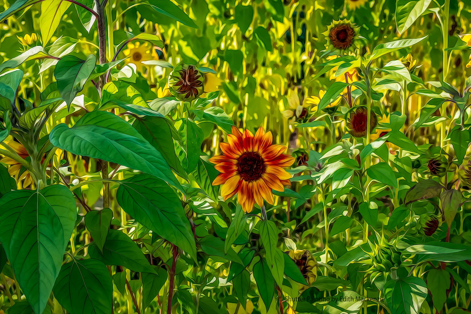 DSCF2924-Edit.jpg