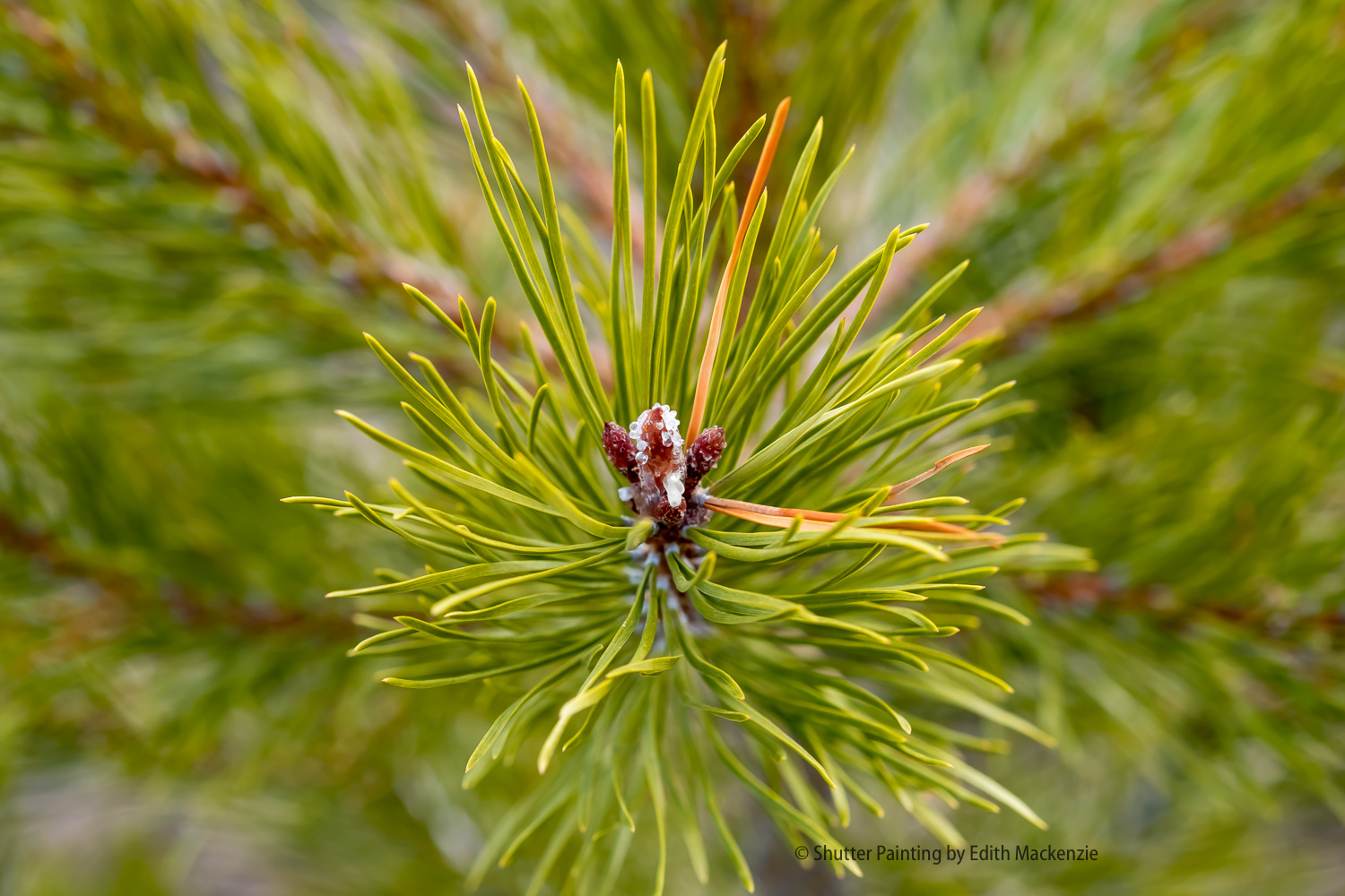 DSCF7522-2.jpg