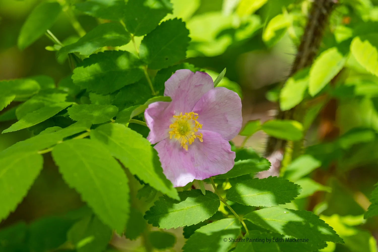 DSCF1824.jpg