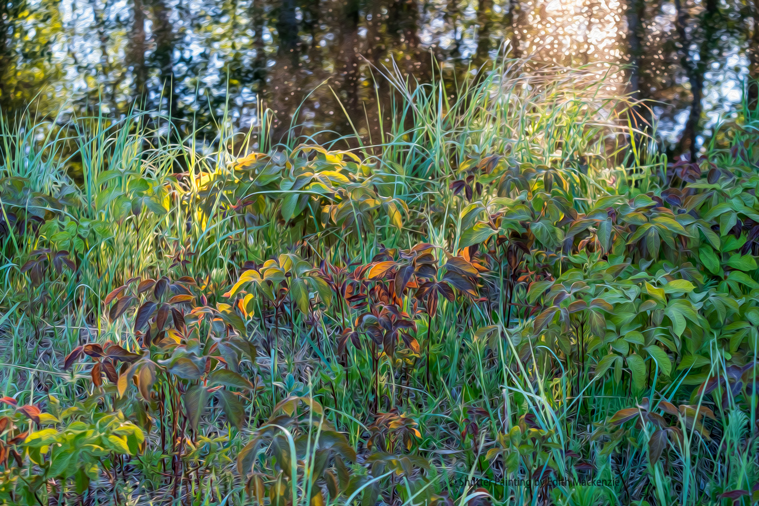 DSCF2382-Edit.jpg