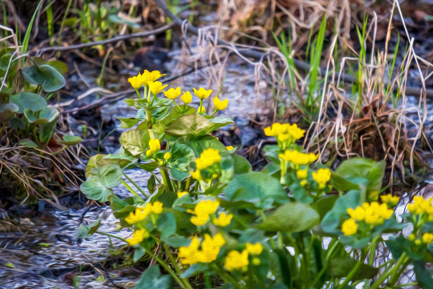 DSCF4910-Edit.jpg