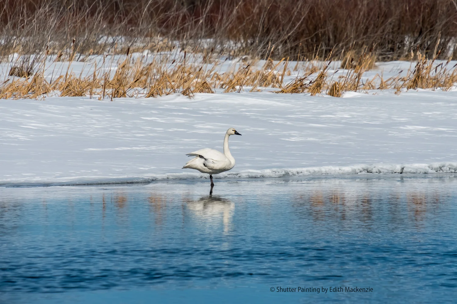 DSCF6393-Edit.jpg