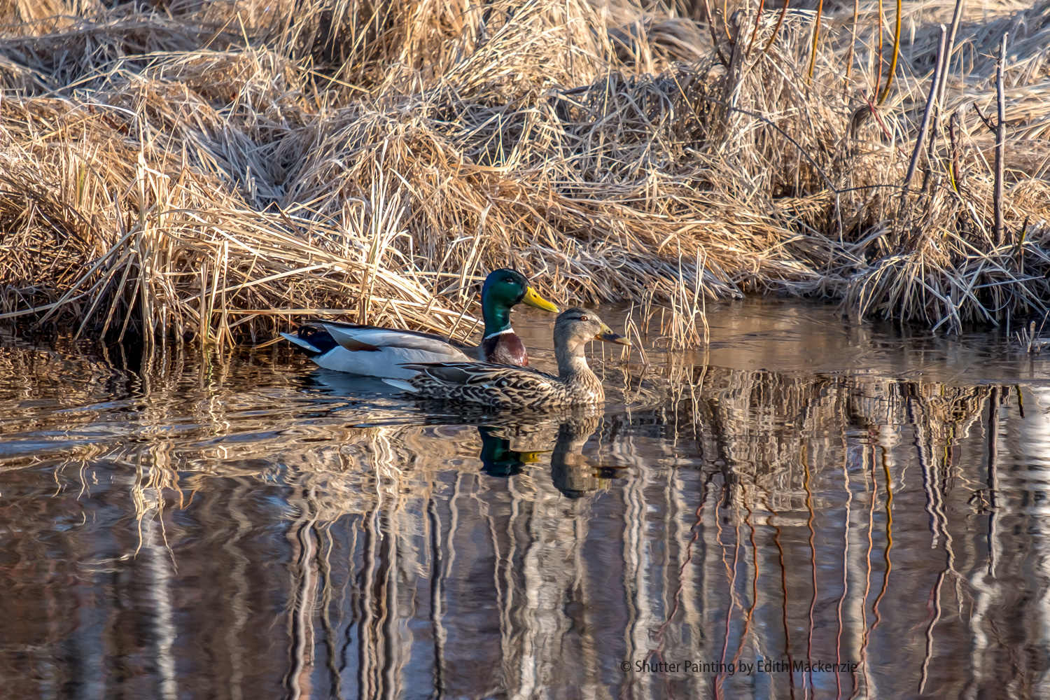 DSCF8738-Edit.jpg