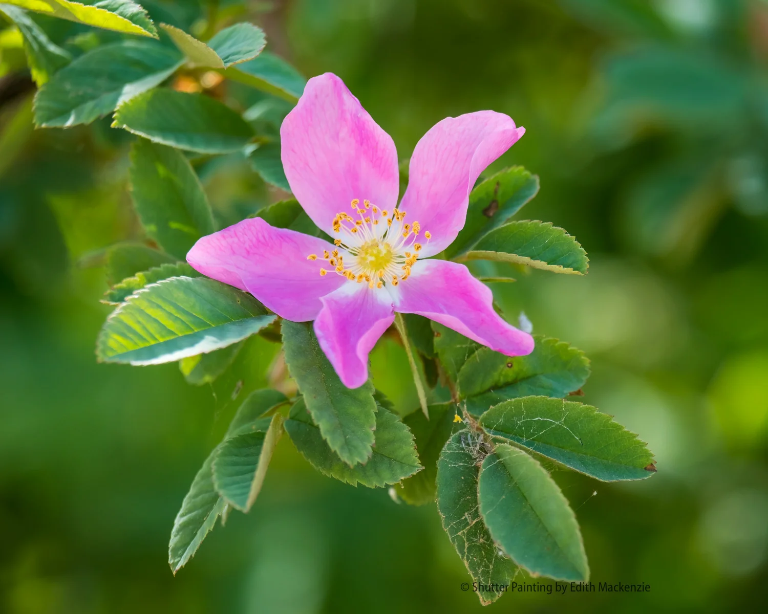 DSCF4563.jpg