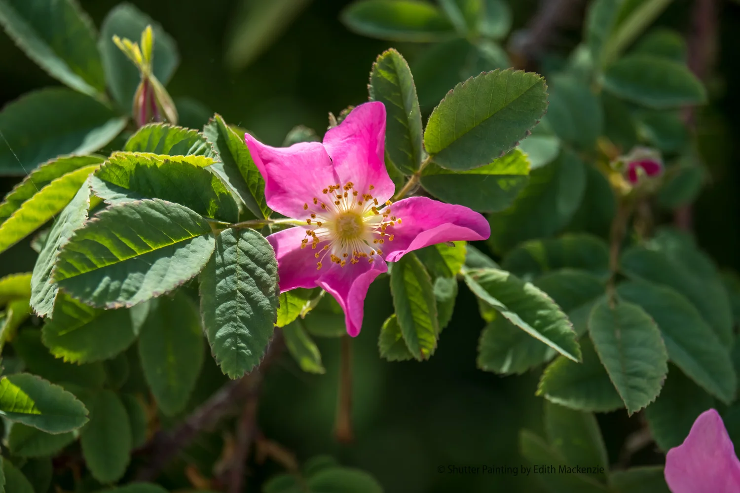 DSCF4564.jpg