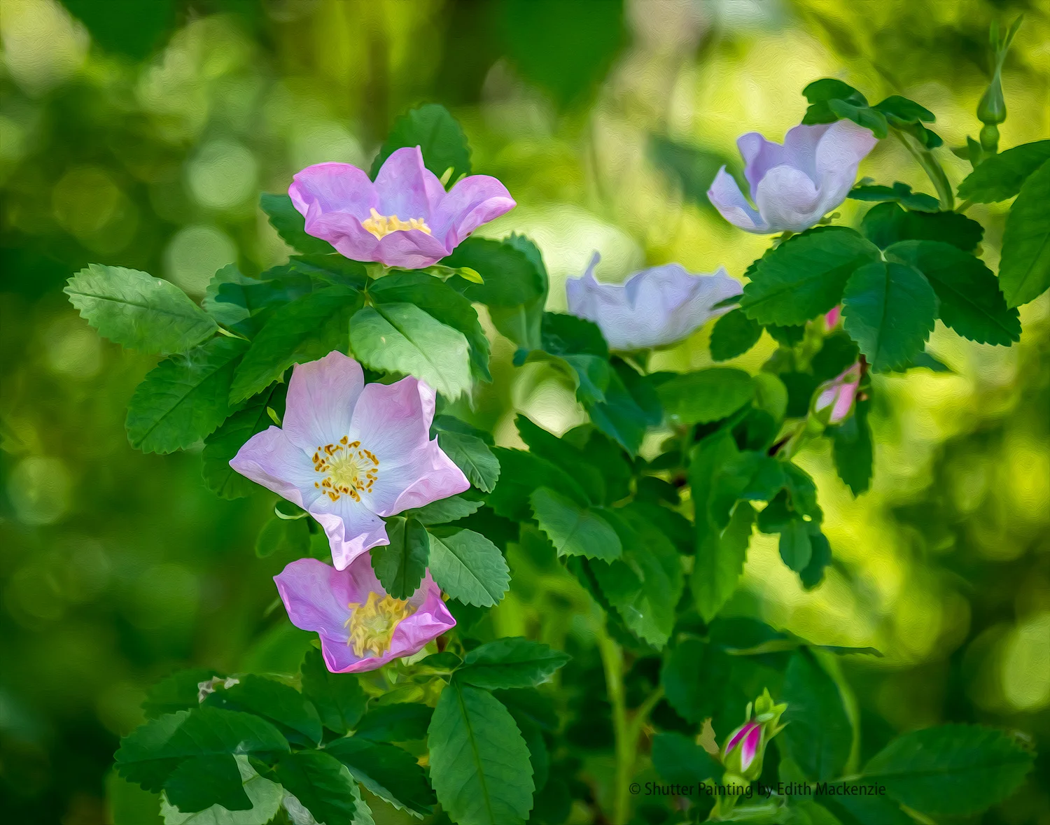 DSCF4799-Edit.jpg