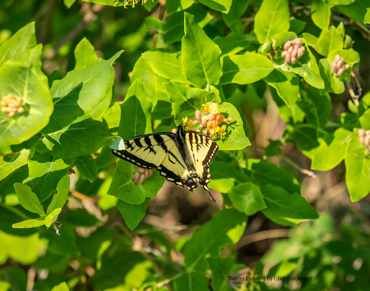 DSCF5348-Edit.jpg