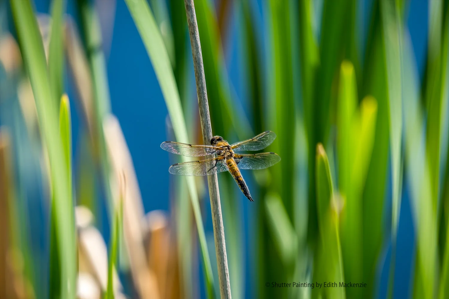 DSCF6320-Edit.jpg