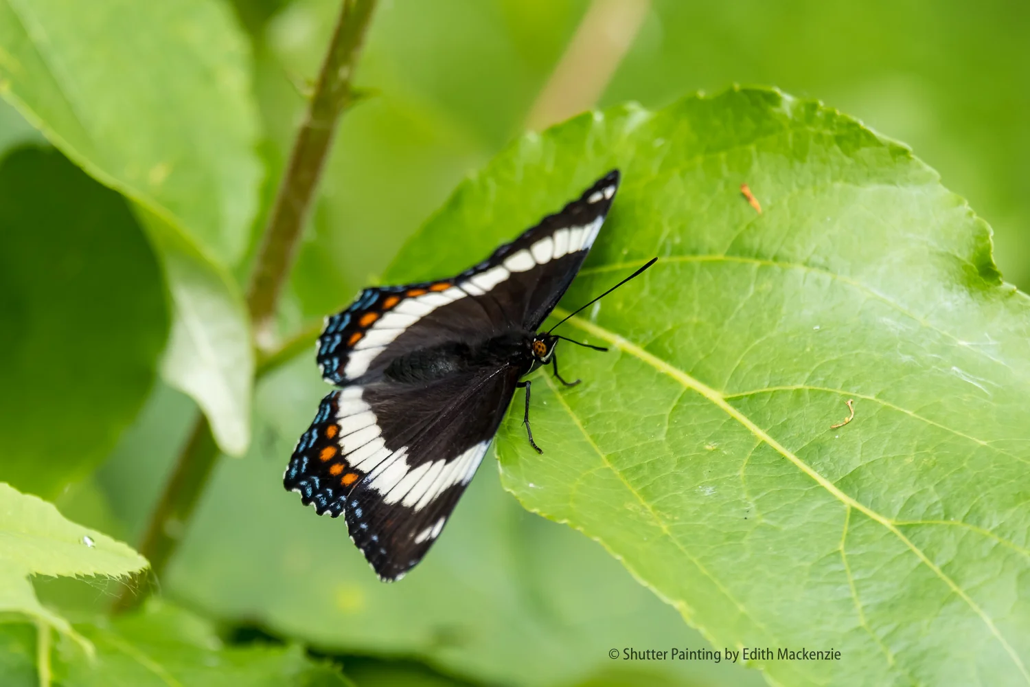 DSCF6700.jpg