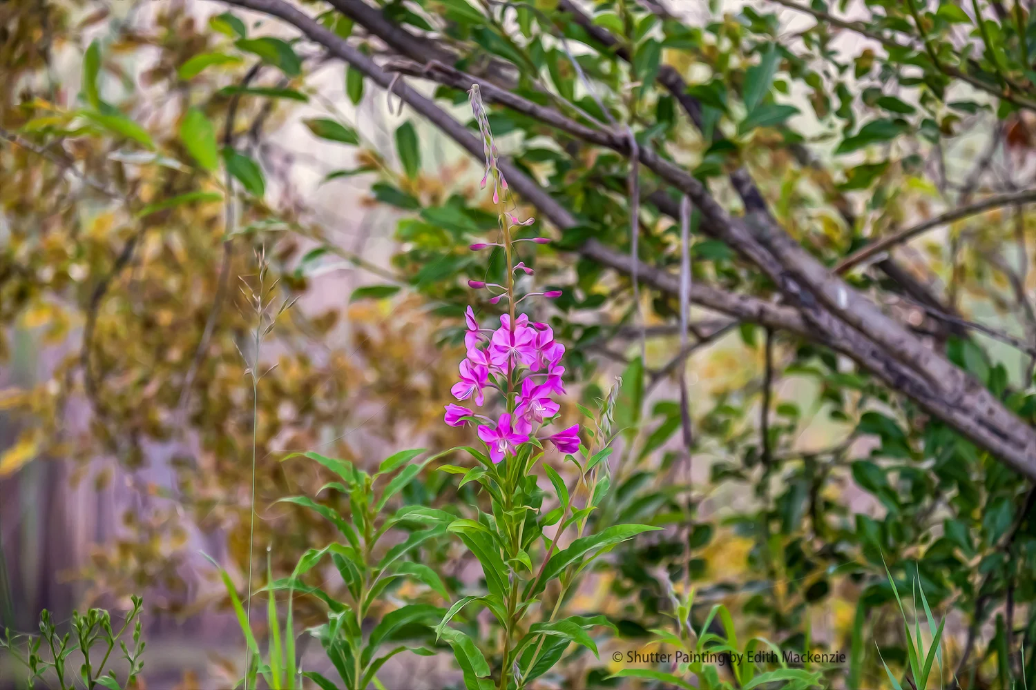 DSCF0539-Edit.jpg