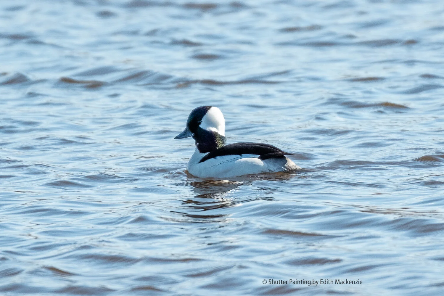 Bufflehead (male)