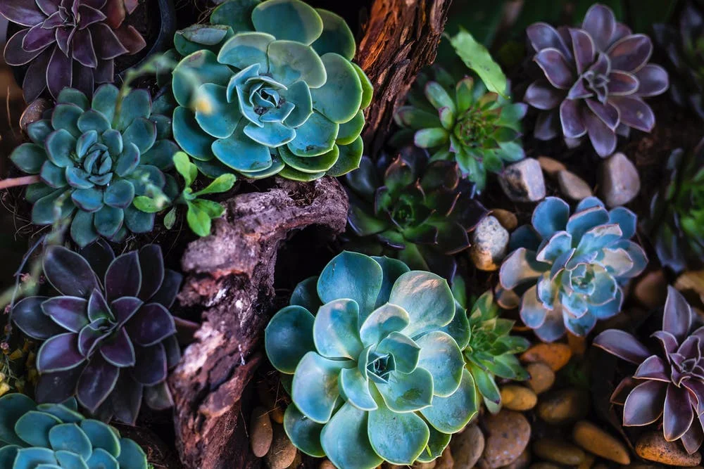 SOUL + Reiki Mastermind Intensive