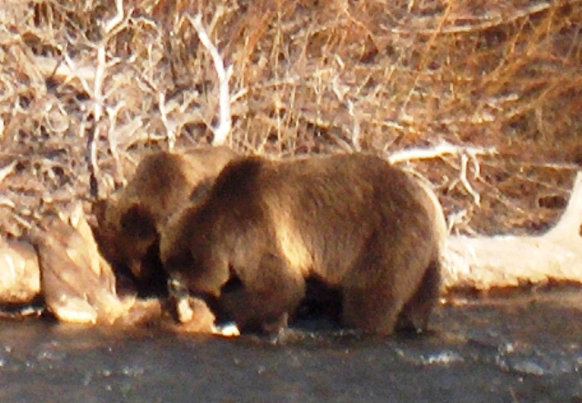 Grizzlies enjoy Glacier, too.