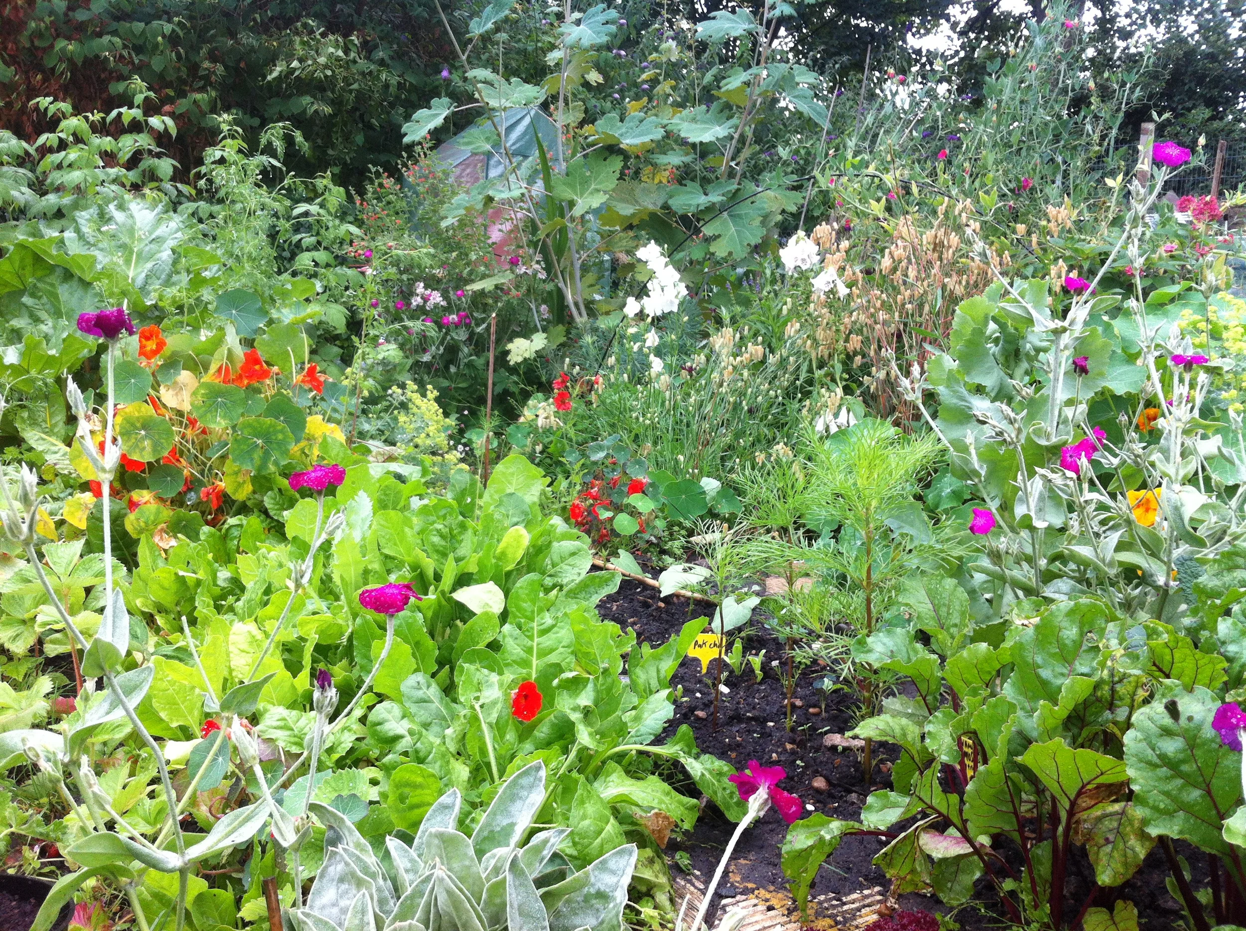 garden summer 2014.jpeg