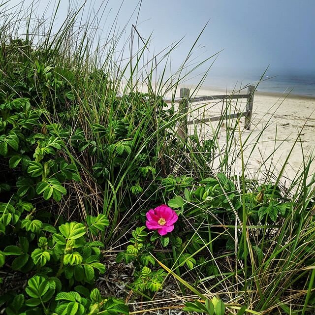 Lucky to be on #ack and had the chance to stop and smell the flowers and take a walk on the beach. It helps with stress, #creativity, and #innovation. #nantucketinnovation

#innovationdoesntvacation but it is inspired by #ack and taking time off help