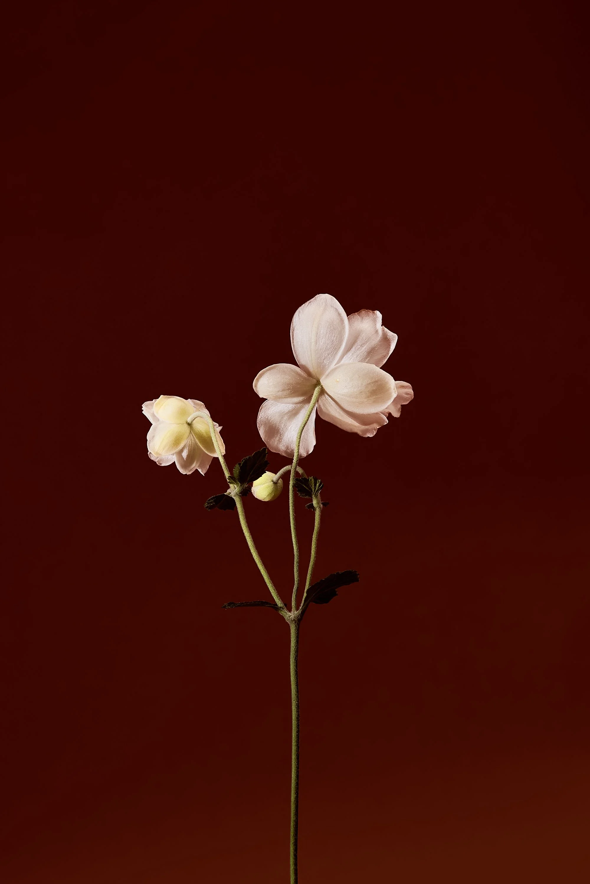 Anemone_Honorine_Jobert_10.06.2025_065_72ppi-2000w.jpg