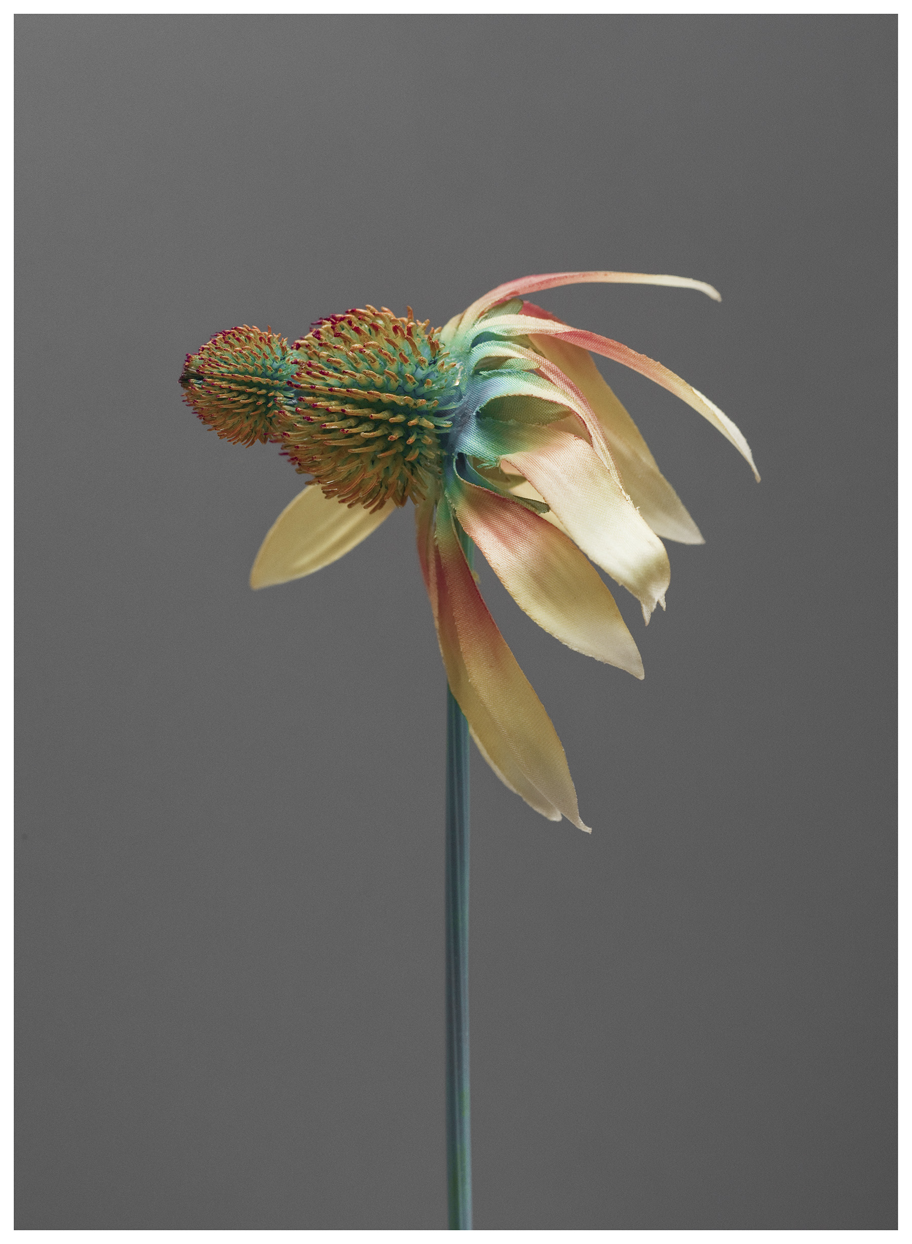 Future Archive for Future-past no.2 , 42x57cm (framed), archival digital C-print, edition 1 of 5, 2014