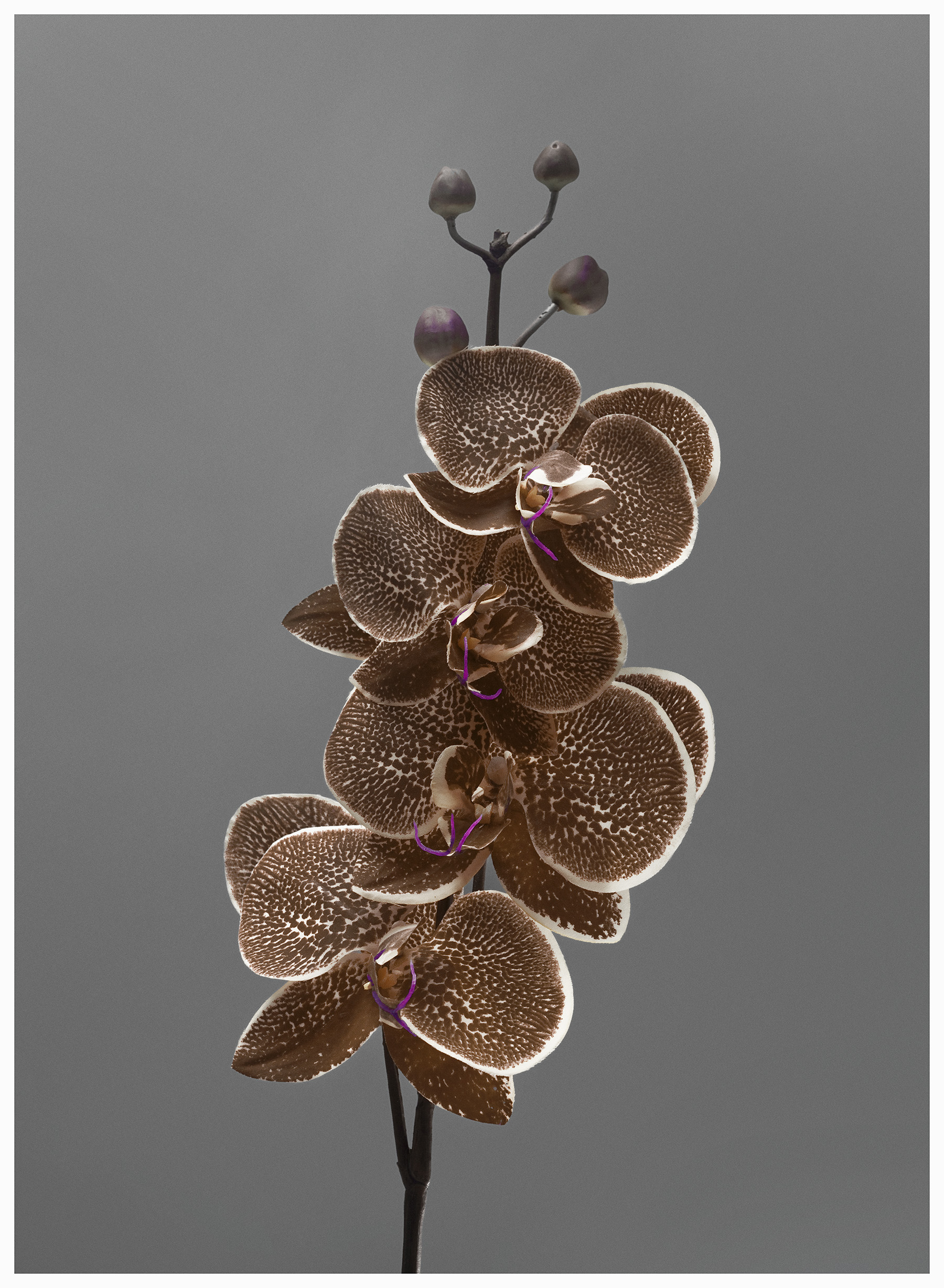 Future Archive for Future-past no.4 , 42x57cm (framed), archival digital C-print, edition 1 of 5, 2014