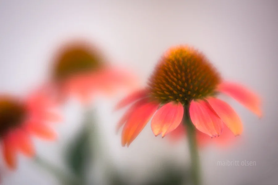 lensbaby velvet 56 | f/1.8 | 1/400 | iso 400