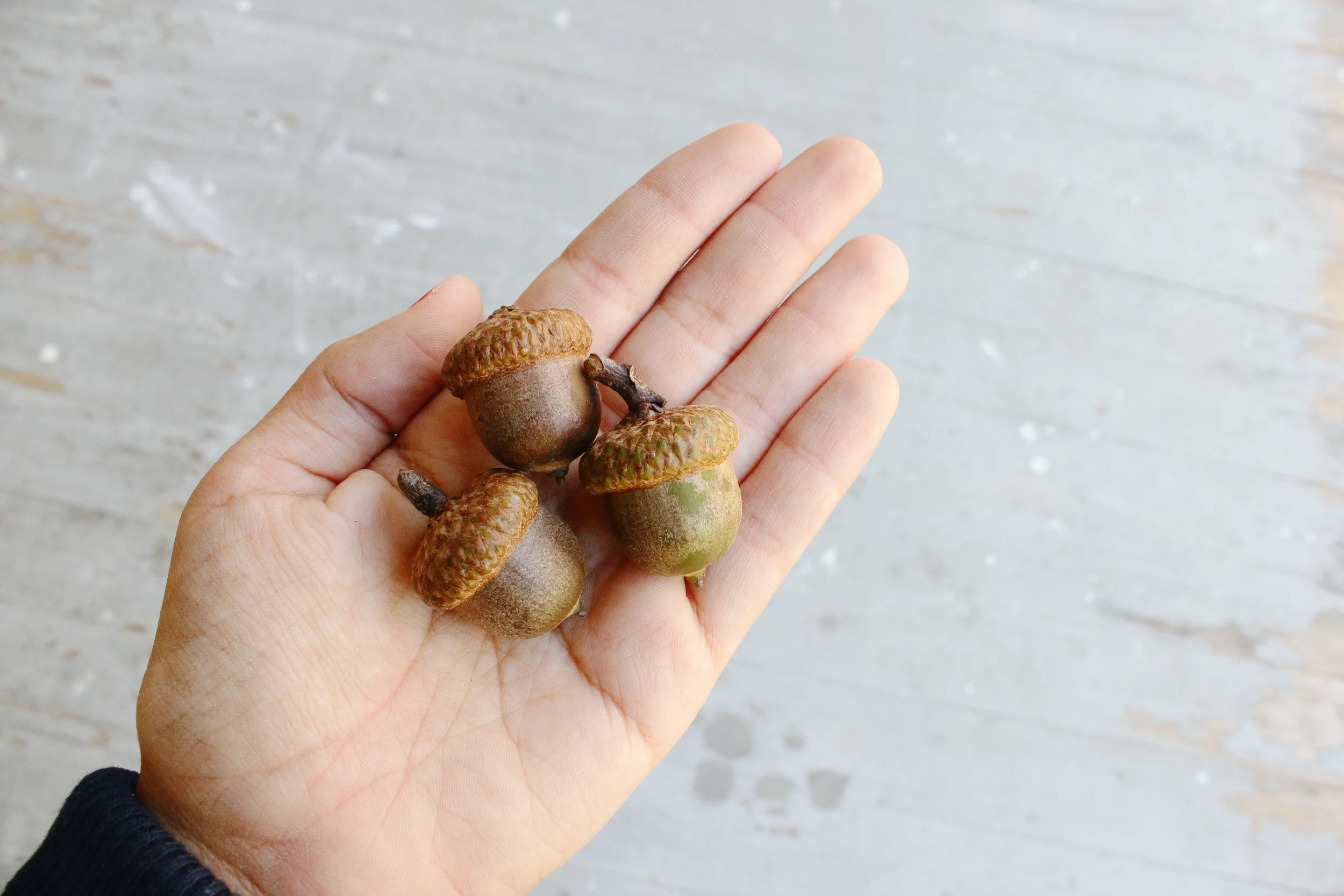 Acorns from our back yard!