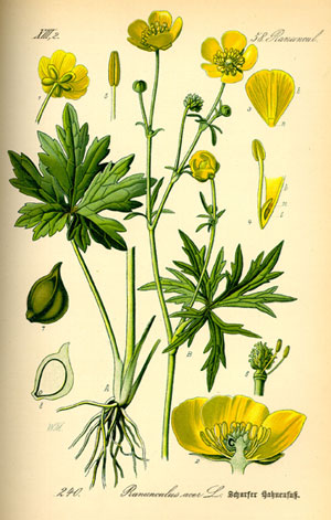 Buttercups are miniature flowers with shiny petals in the floral family ranunculaceae which in latin translates to "little frog". 